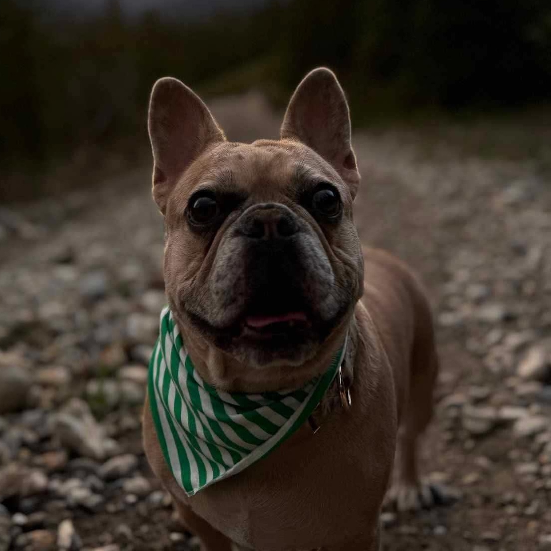 LUCY, adoptable, Young Female French Bulldog.