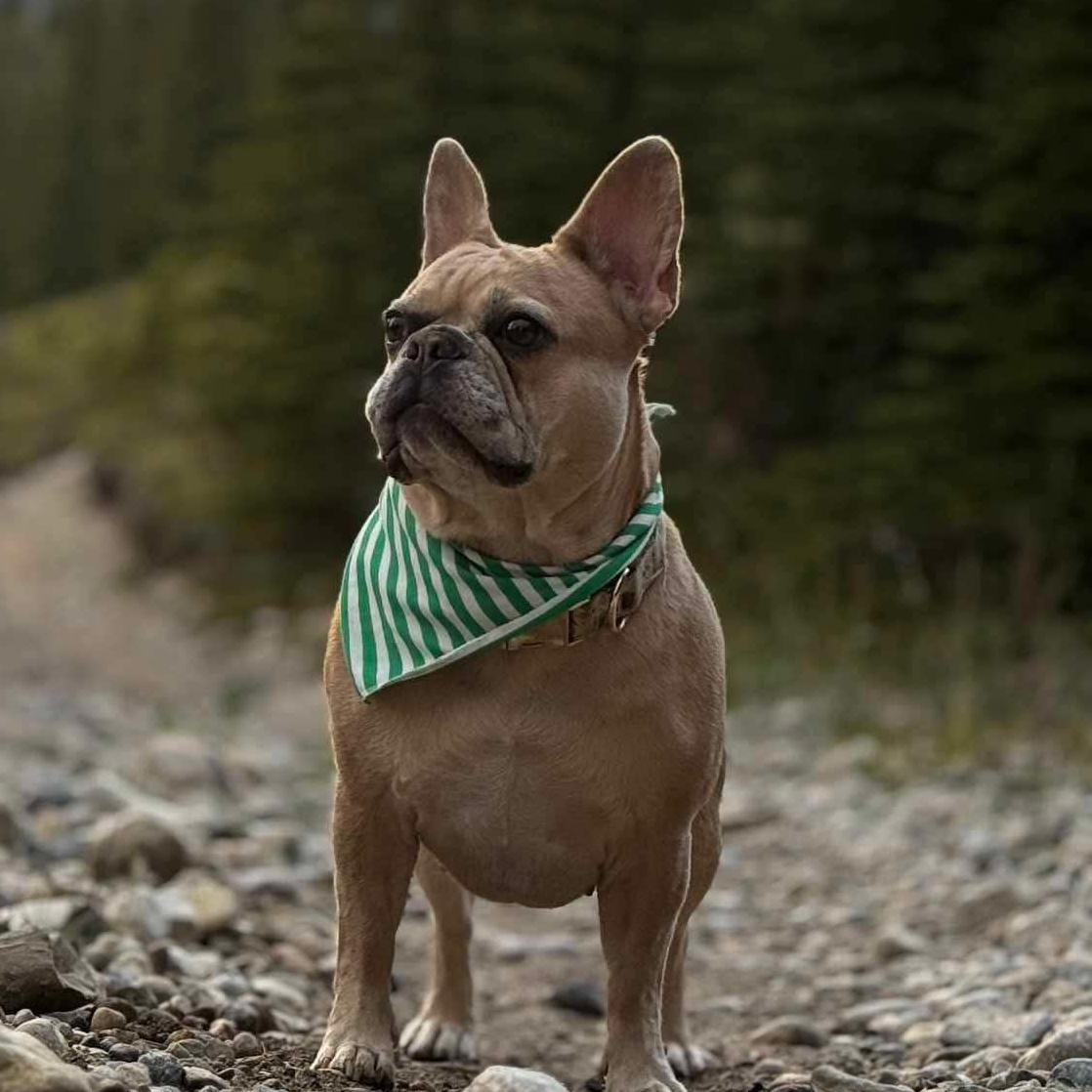 LUCY, an adoptable French Bulldog in Calgary, AB image 3/3