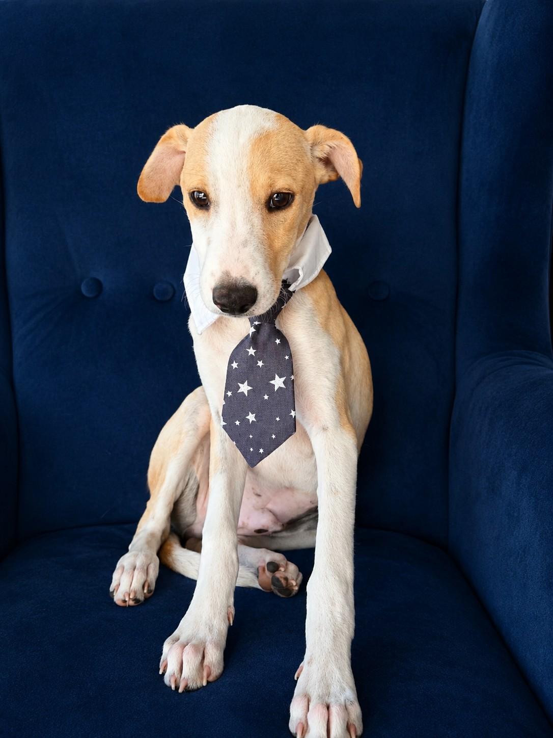Merlot, a ADOPTABLE mixed breed in Poway, CA image 1/4
