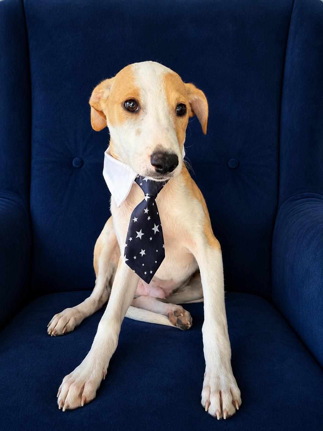 Merlot, a ADOPTABLE mixed breed in Poway, CA image 4/4