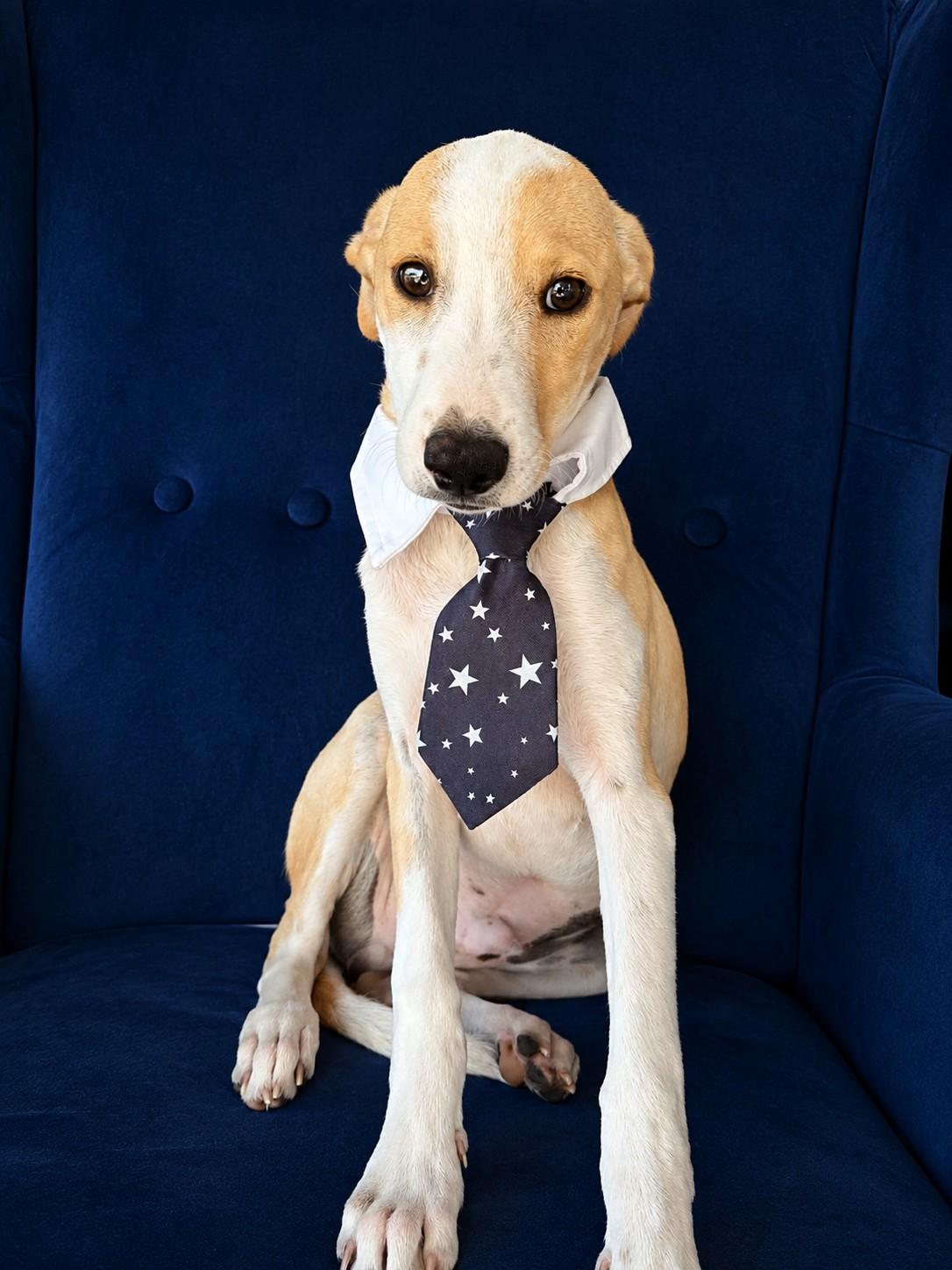 Merlot, a ADOPTABLE mixed breed in Poway, CA image 3/4