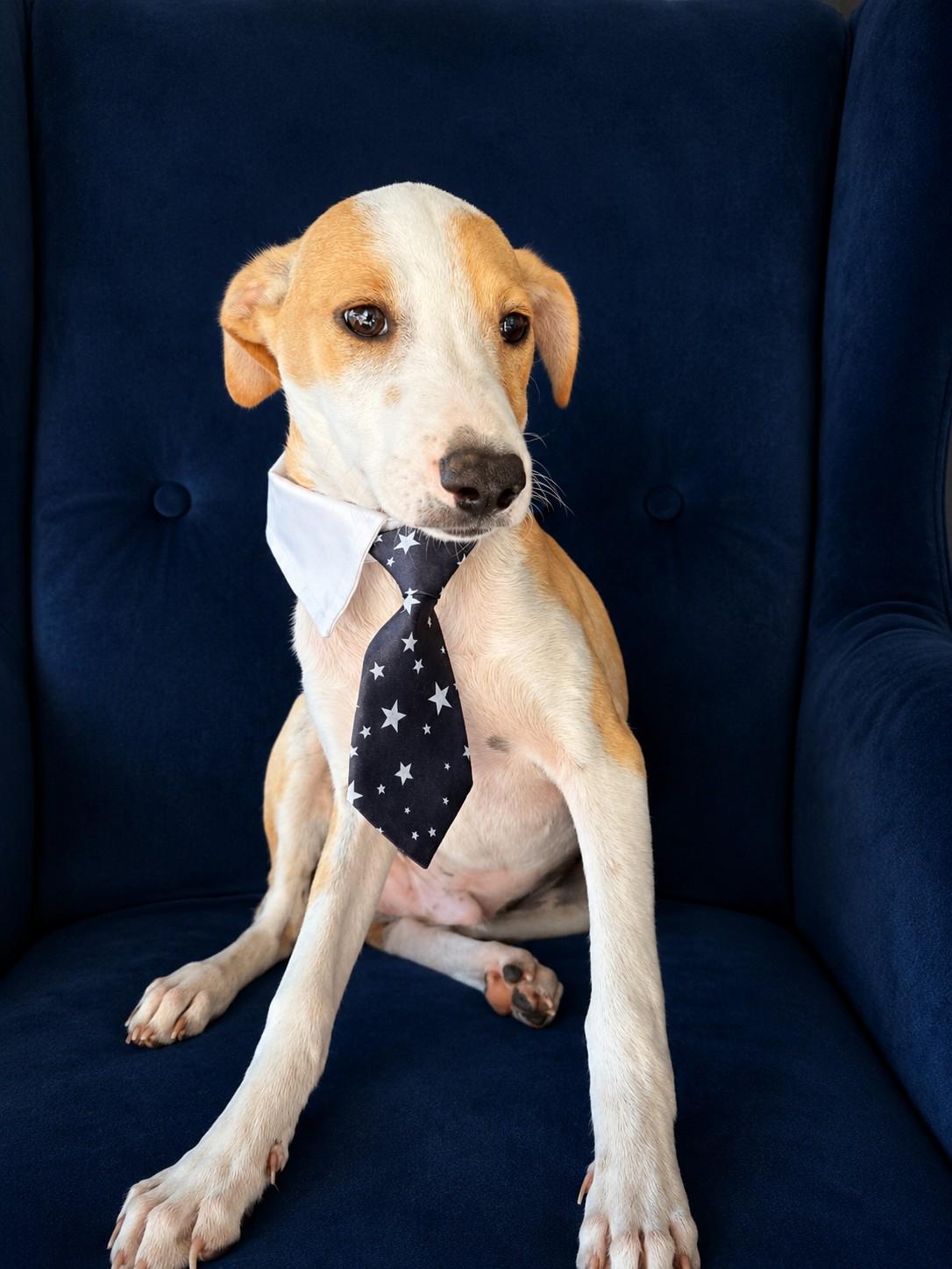 Merlot, a ADOPTABLE mixed breed in Poway, CA image 2/4
