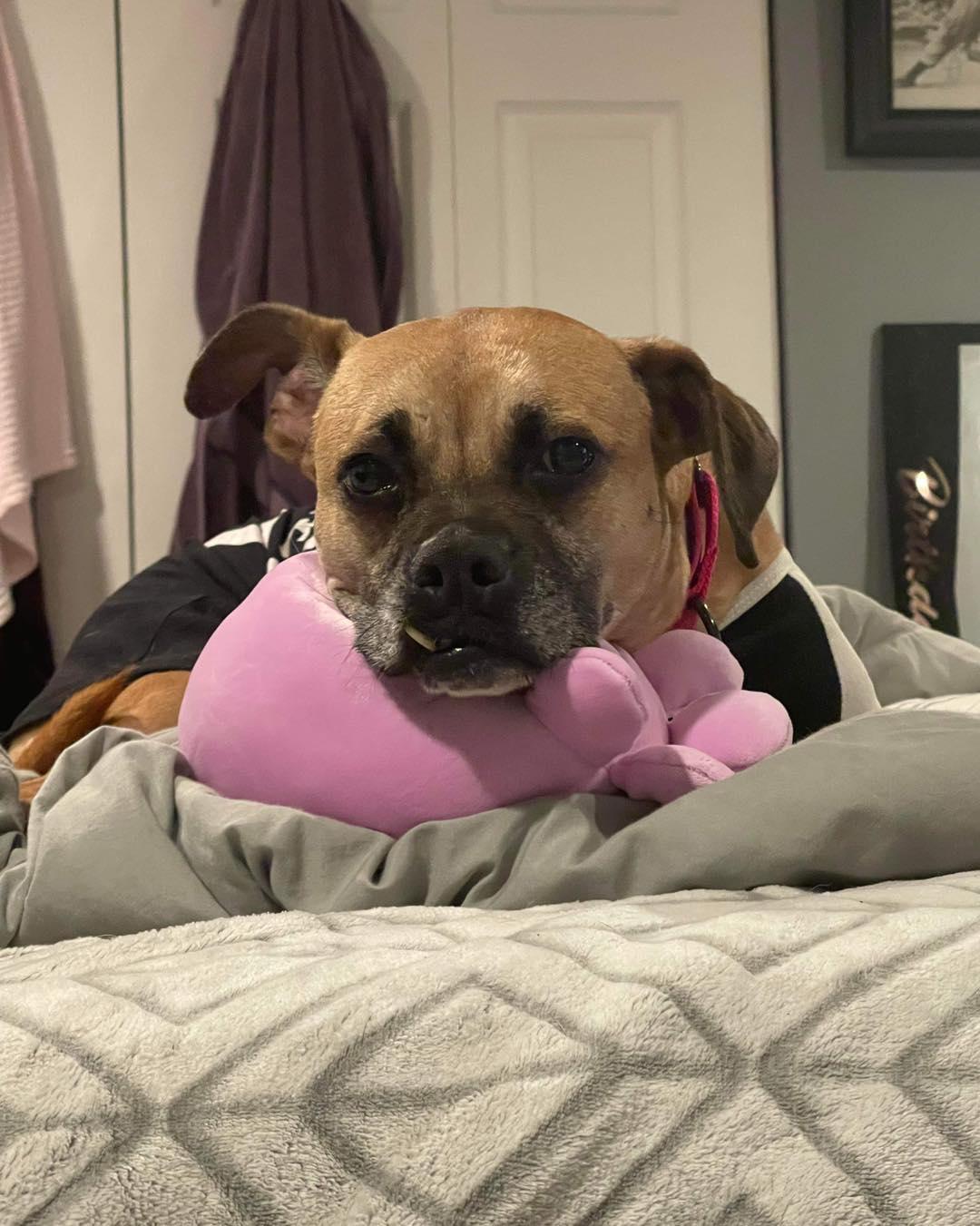 Enlarge HOLLY, a Adoptable mixed breed in Holbrook, NY image 2/3