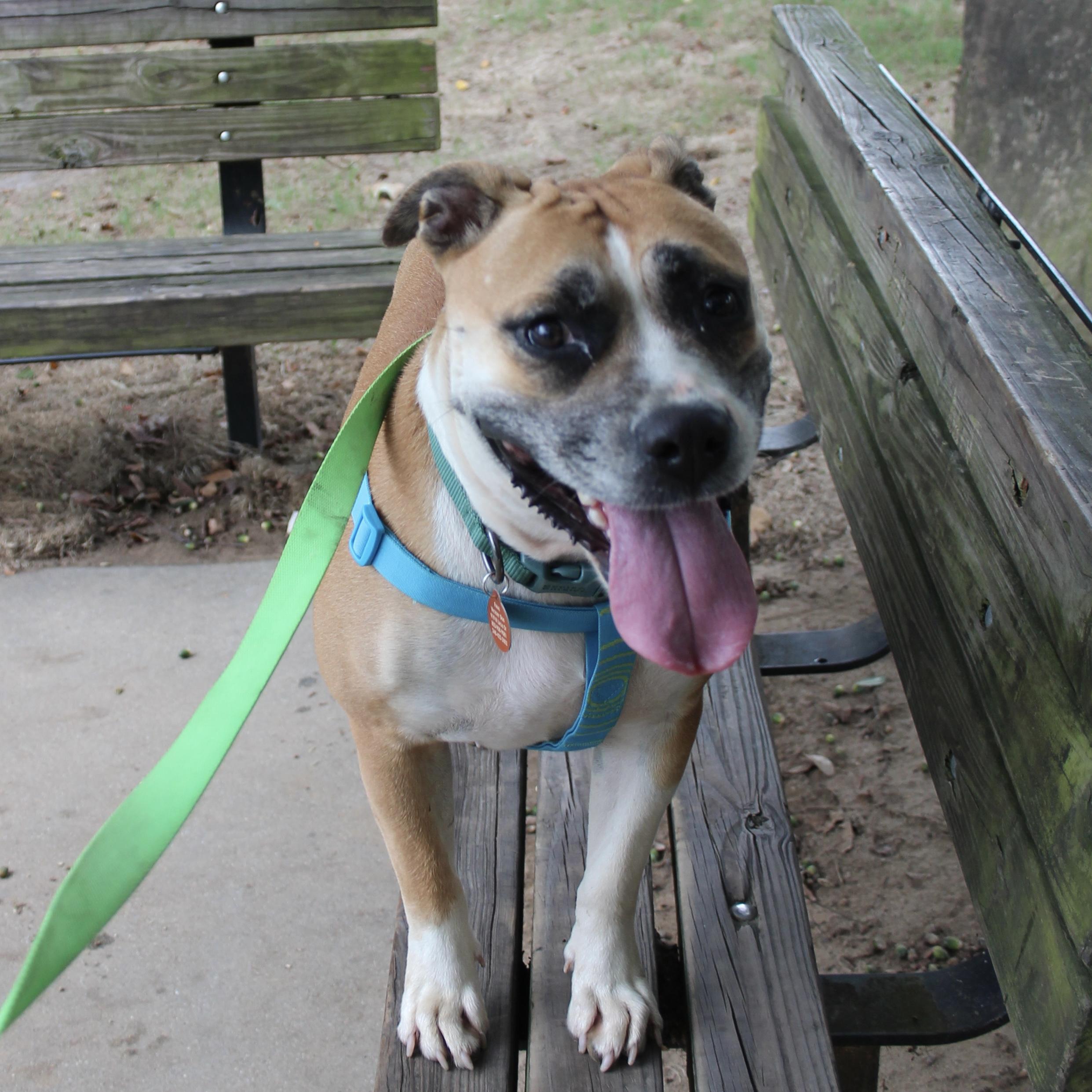 Enlarge Gigi, a Adoptable mixed breed in Knoxville, TN image 5/6
