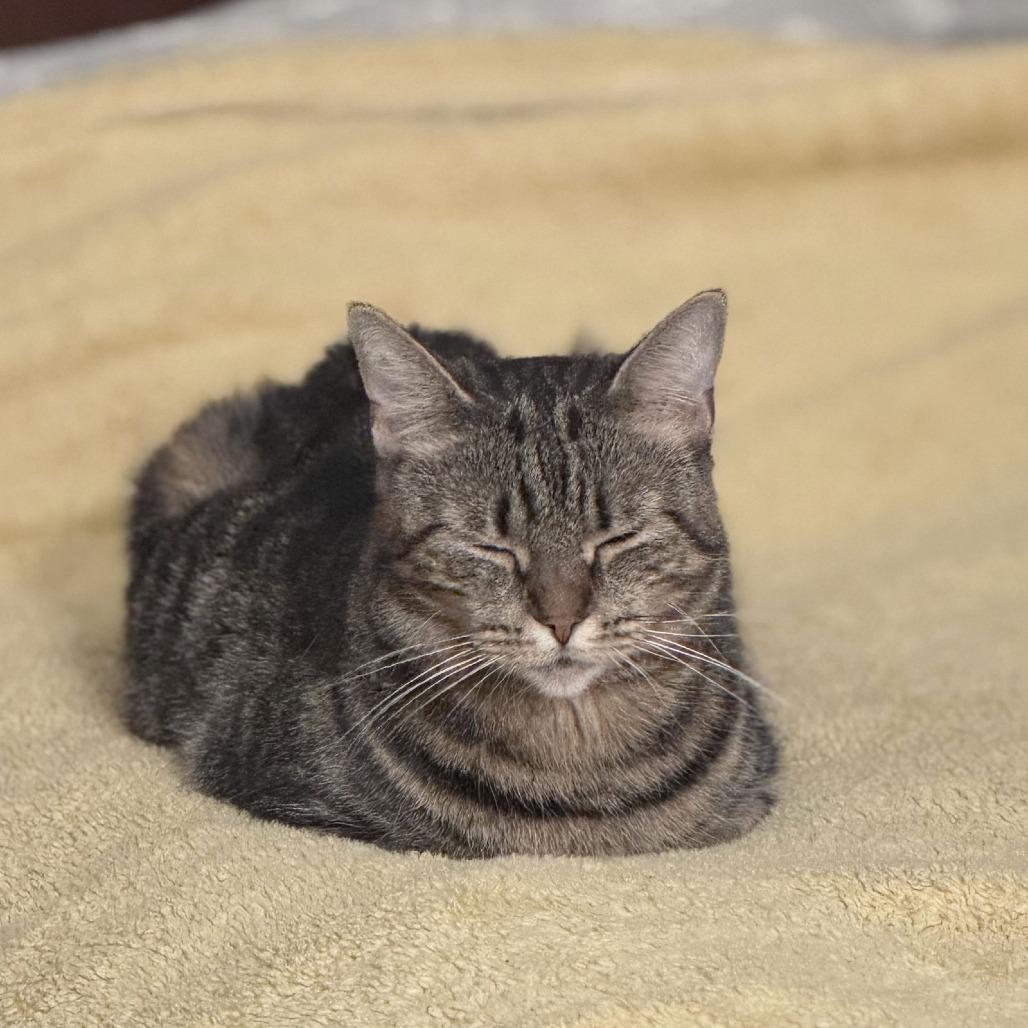 Cool Aunt Vanya, Adoptable, Adult Female Domestic Short Hair.