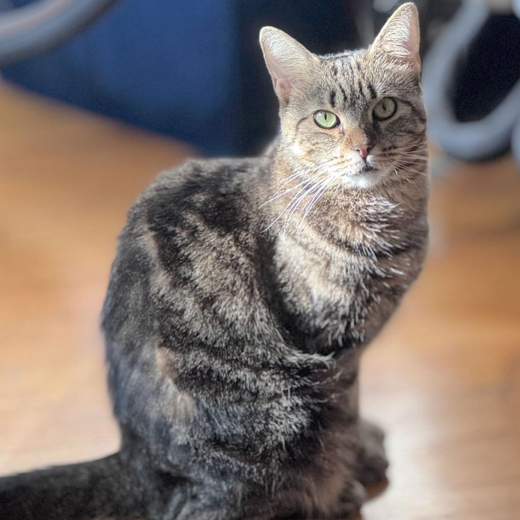 Cool Aunt Vanya, Adoptable, Adult Female Domestic Short Hair.