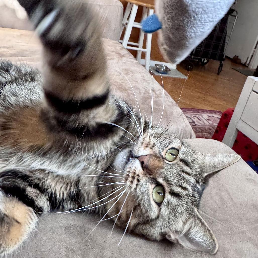 Enlarge Cool Aunt Vanya, a Adoptable Domestic Short Hair in Philadelphia, PA image 2/6