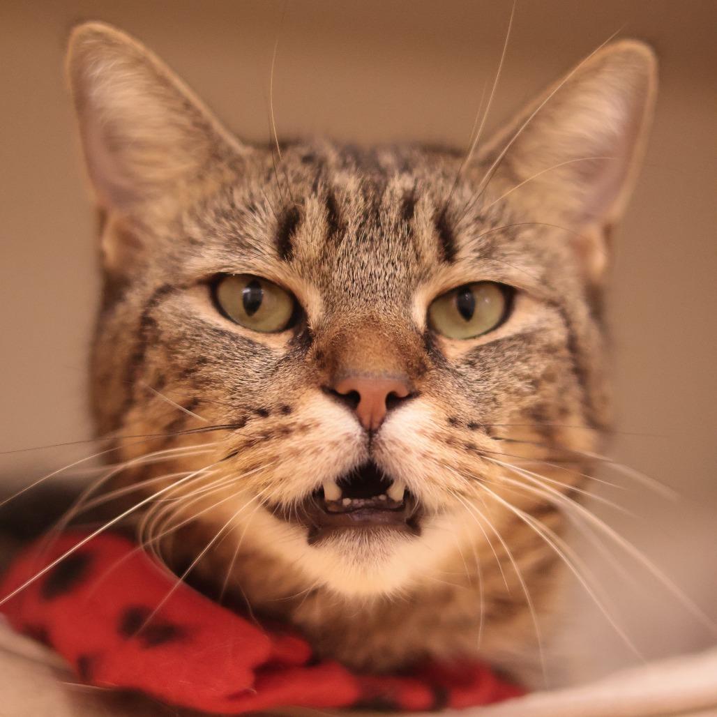 Enlarge Cool Aunt Vanya, a Adoptable Domestic Short Hair in Philadelphia, PA image 3/6