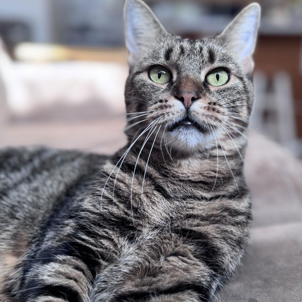 Enlarge Cool Aunt Vanya, a Adoptable Domestic Short Hair in Philadelphia, PA image 4/6