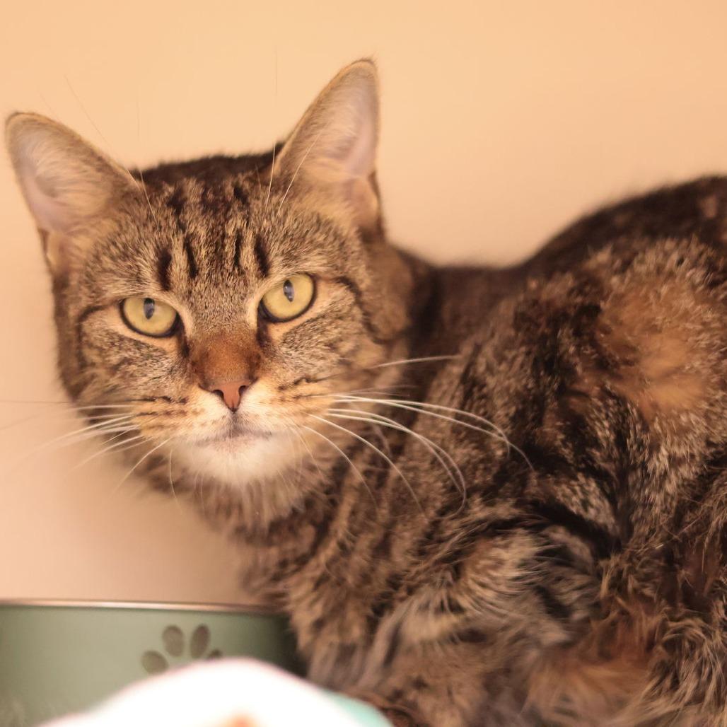 Enlarge Cool Aunt Vanya, a Adoptable Domestic Short Hair in Philadelphia, PA image 5/6