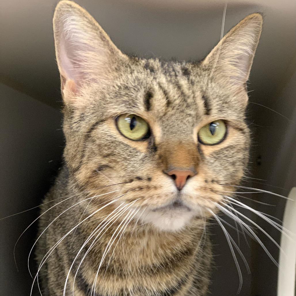 Enlarge Cool Aunt Vanya, a Adoptable Domestic Short Hair in Philadelphia, PA image 6/6