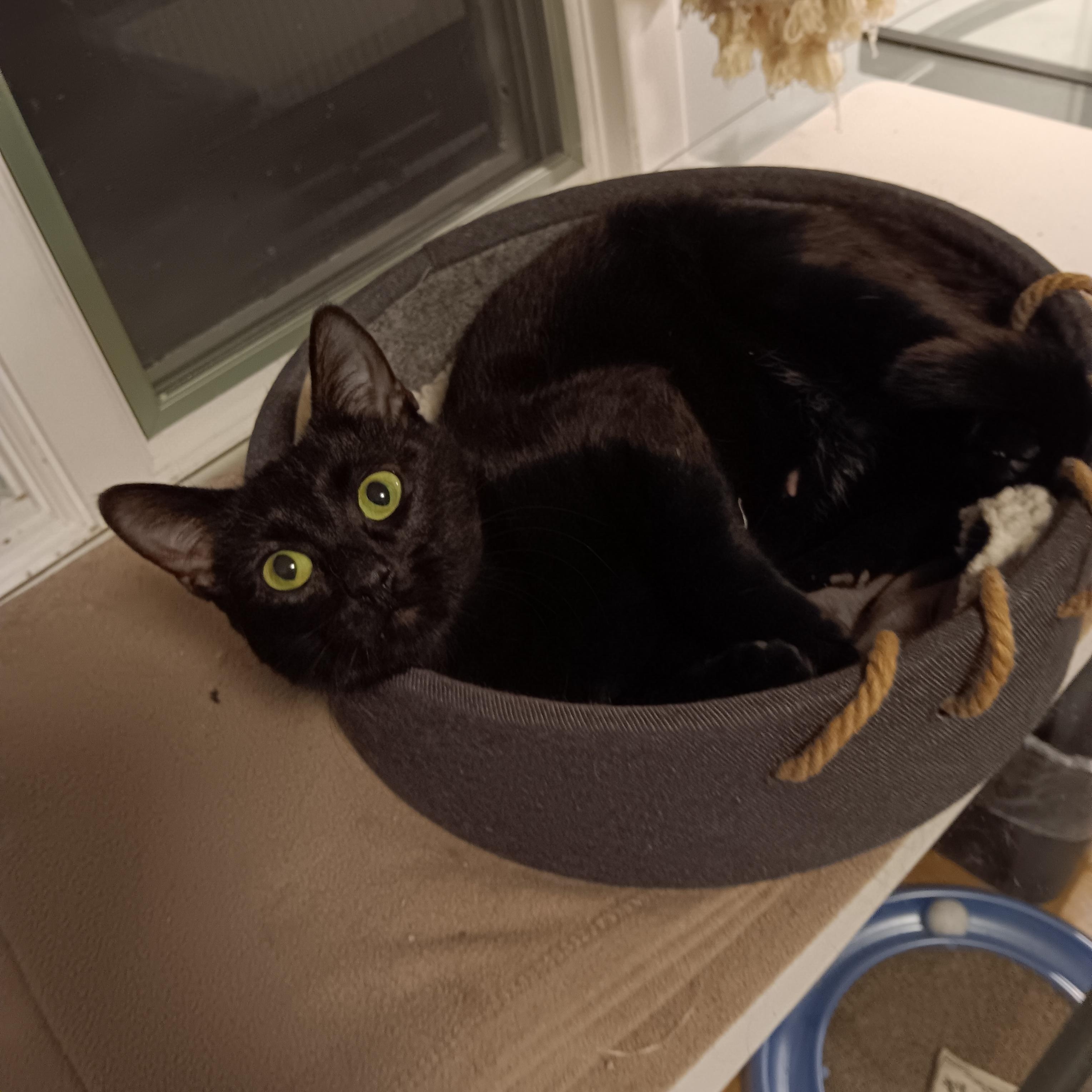 Enlarge Holly and Ivy, a ADOPTABLE Domestic Short Hair in Melrose, MA image 5/6