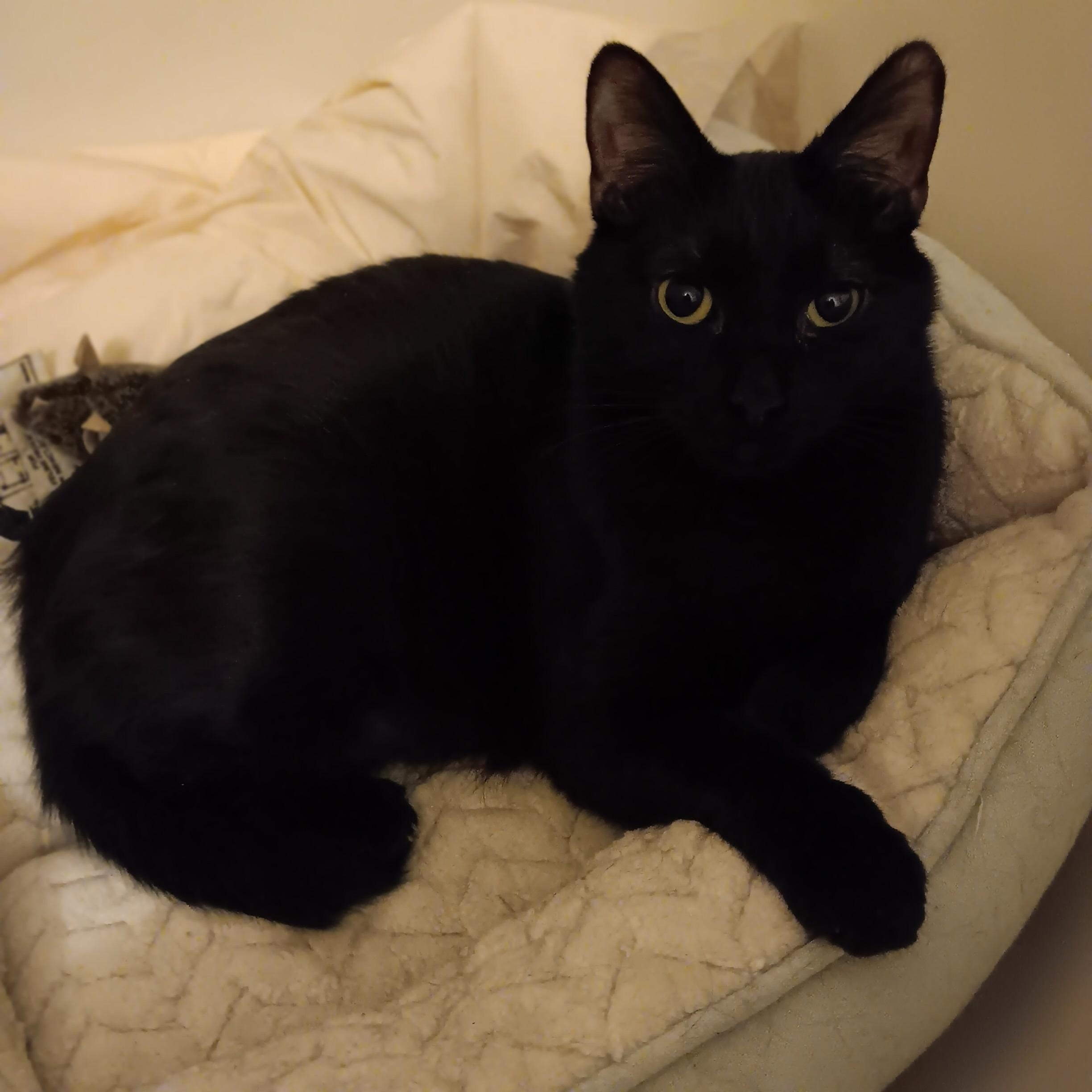 Enlarge Holly and Ivy, a ADOPTABLE Domestic Short Hair in Melrose, MA image 3/4