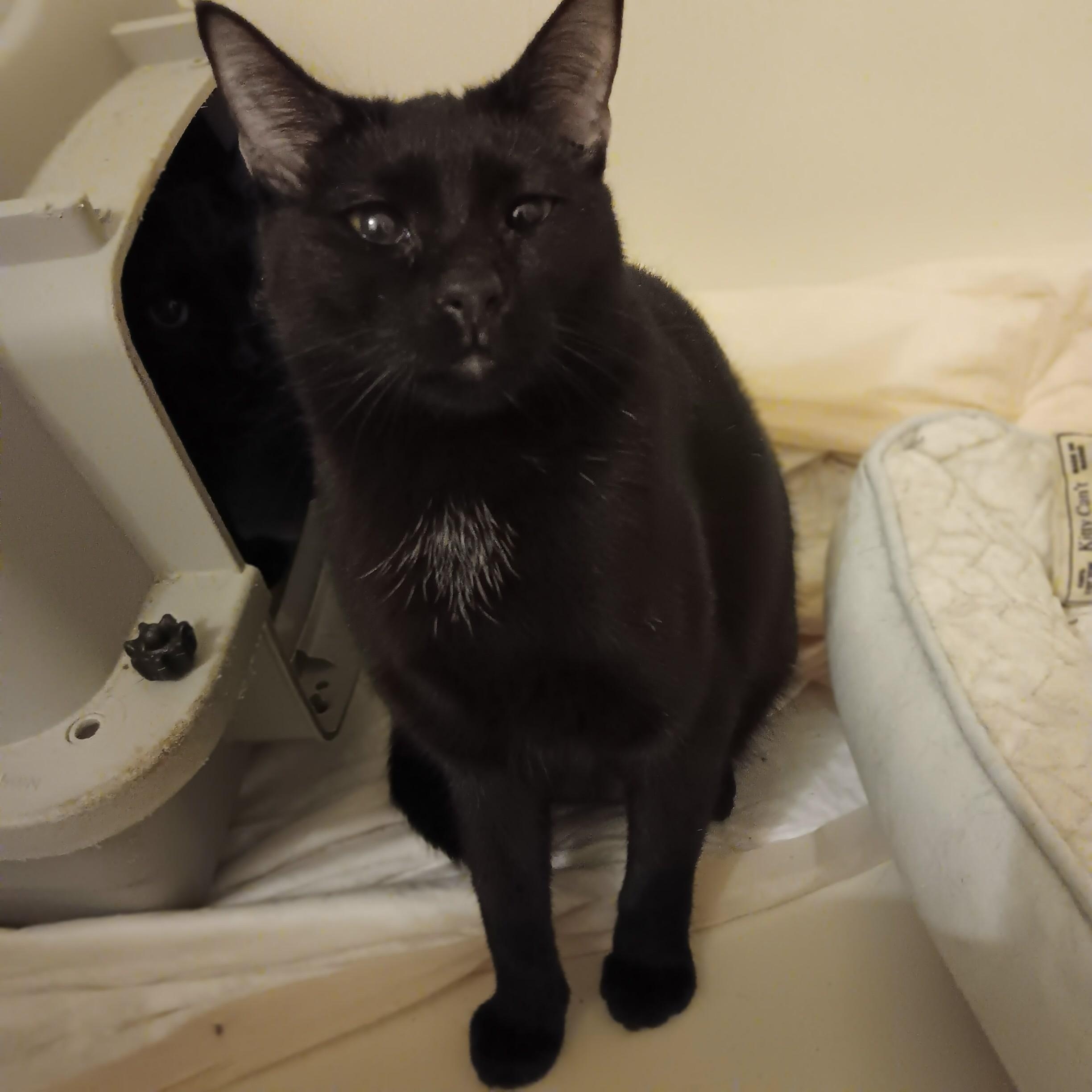 Enlarge Holly and Ivy, a ADOPTABLE Domestic Short Hair in Melrose, MA image 4/4