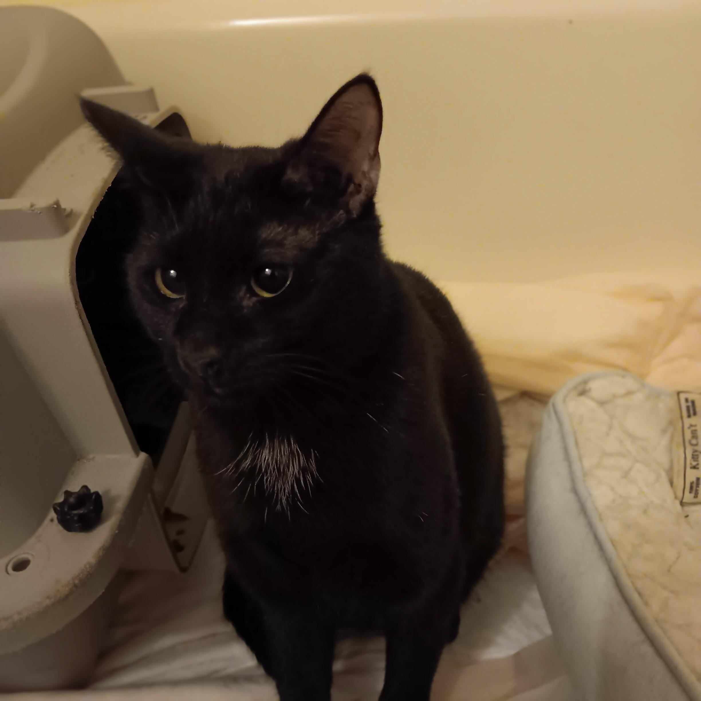 Enlarge Holly and Ivy, a ADOPTABLE Domestic Short Hair in Melrose, MA image 2/4