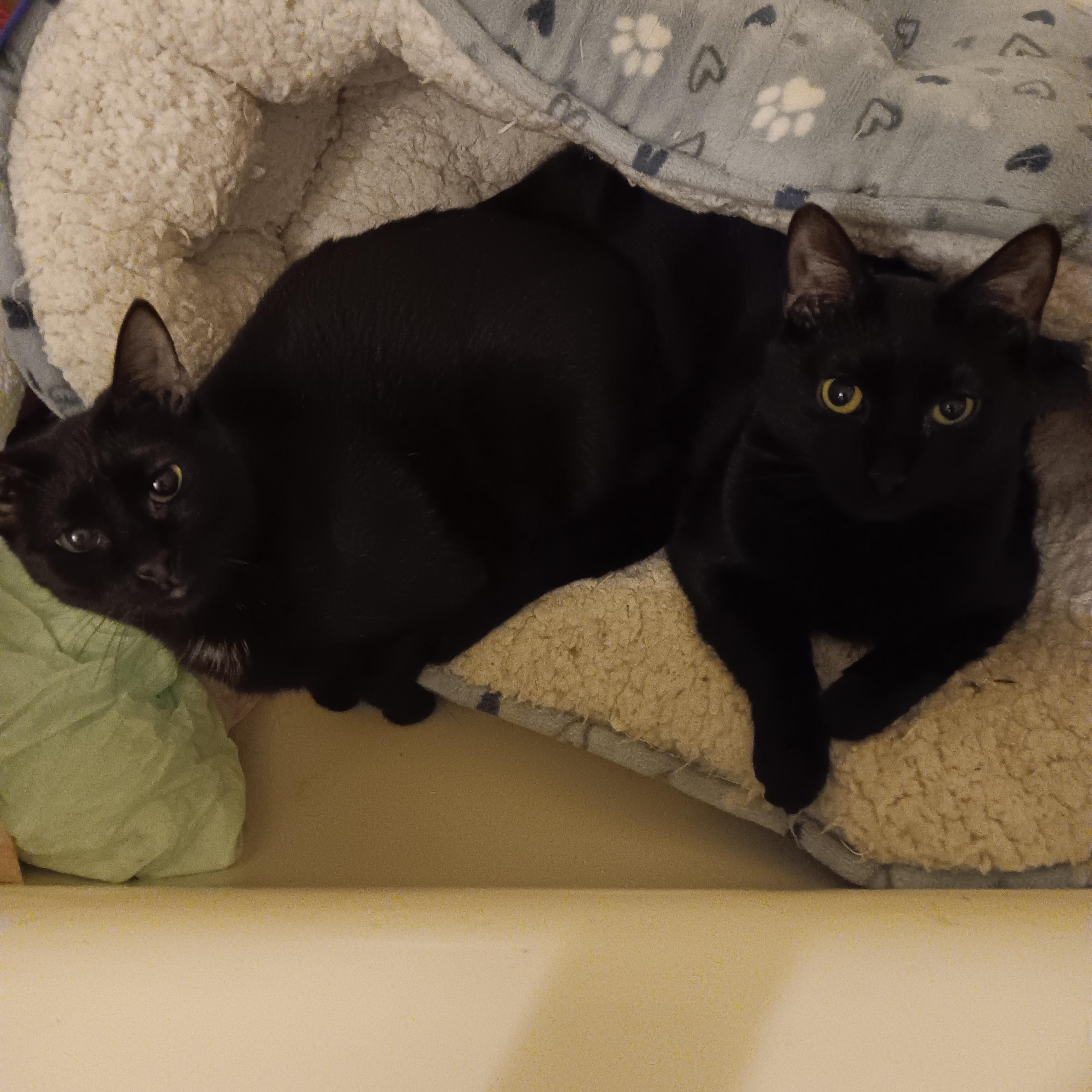 Enlarge Holly and Ivy, a ADOPTABLE Domestic Short Hair in Melrose, MA image 1/6