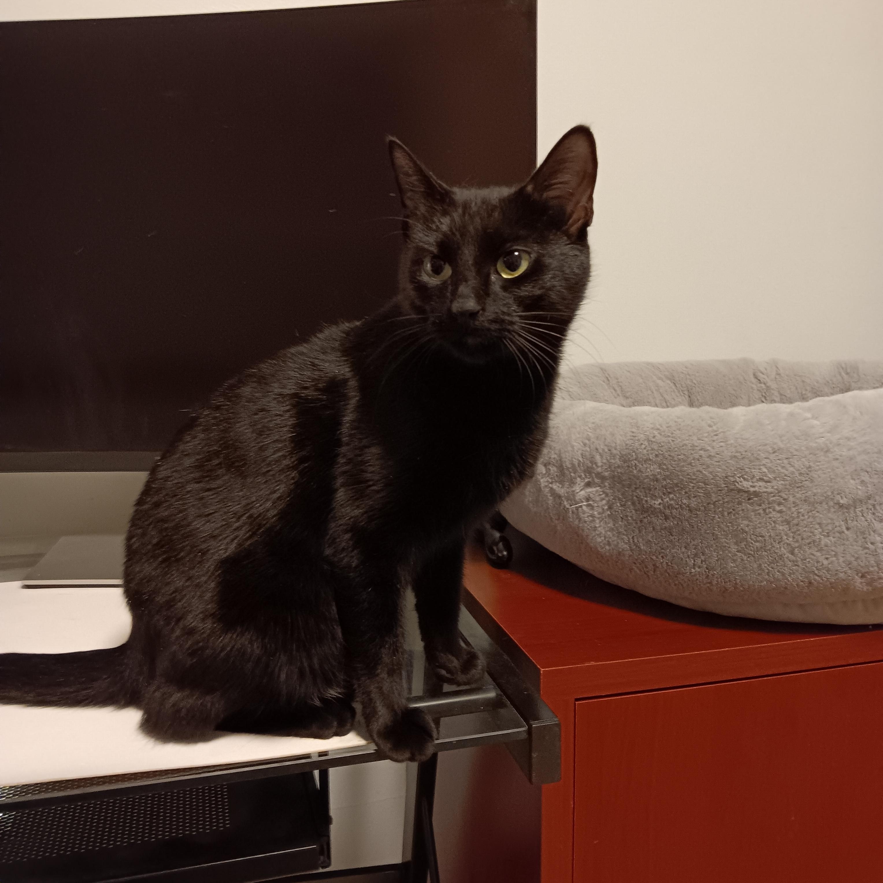 Enlarge Holly and Ivy, a ADOPTABLE Domestic Short Hair in Melrose, MA image 1/4