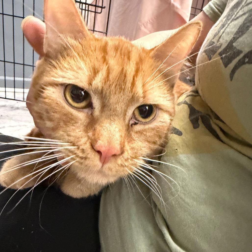 Enlarge Punklin, a Adoptable Domestic Short Hair in Oak Hill, WV image 1/1