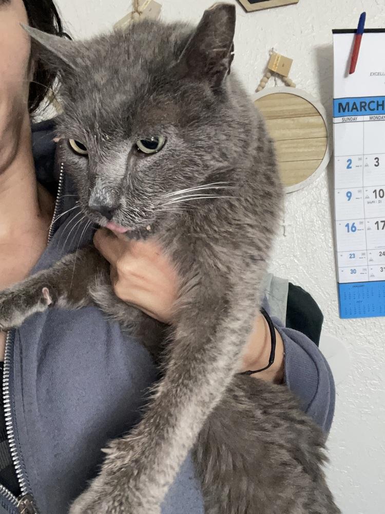 Blade, Adoptable, Adult Male Domestic Medium Hair.