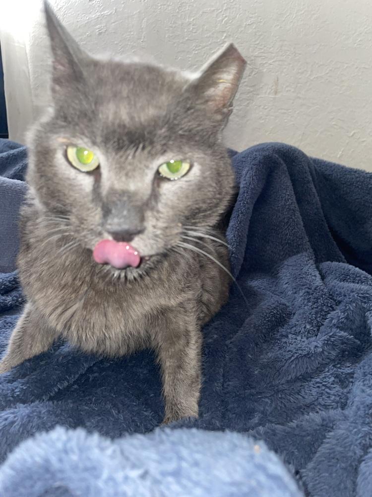 Blade, a Adoptable Domestic Medium Hair image 2/3