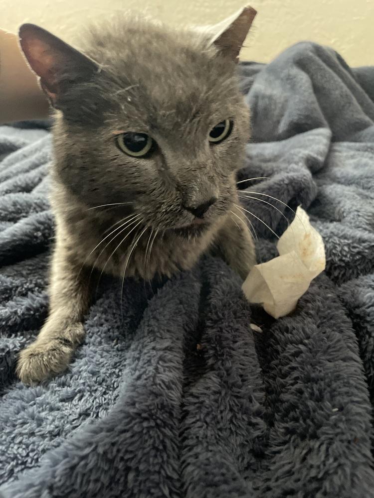 Blade, a Adoptable Domestic Medium Hair image 3/3