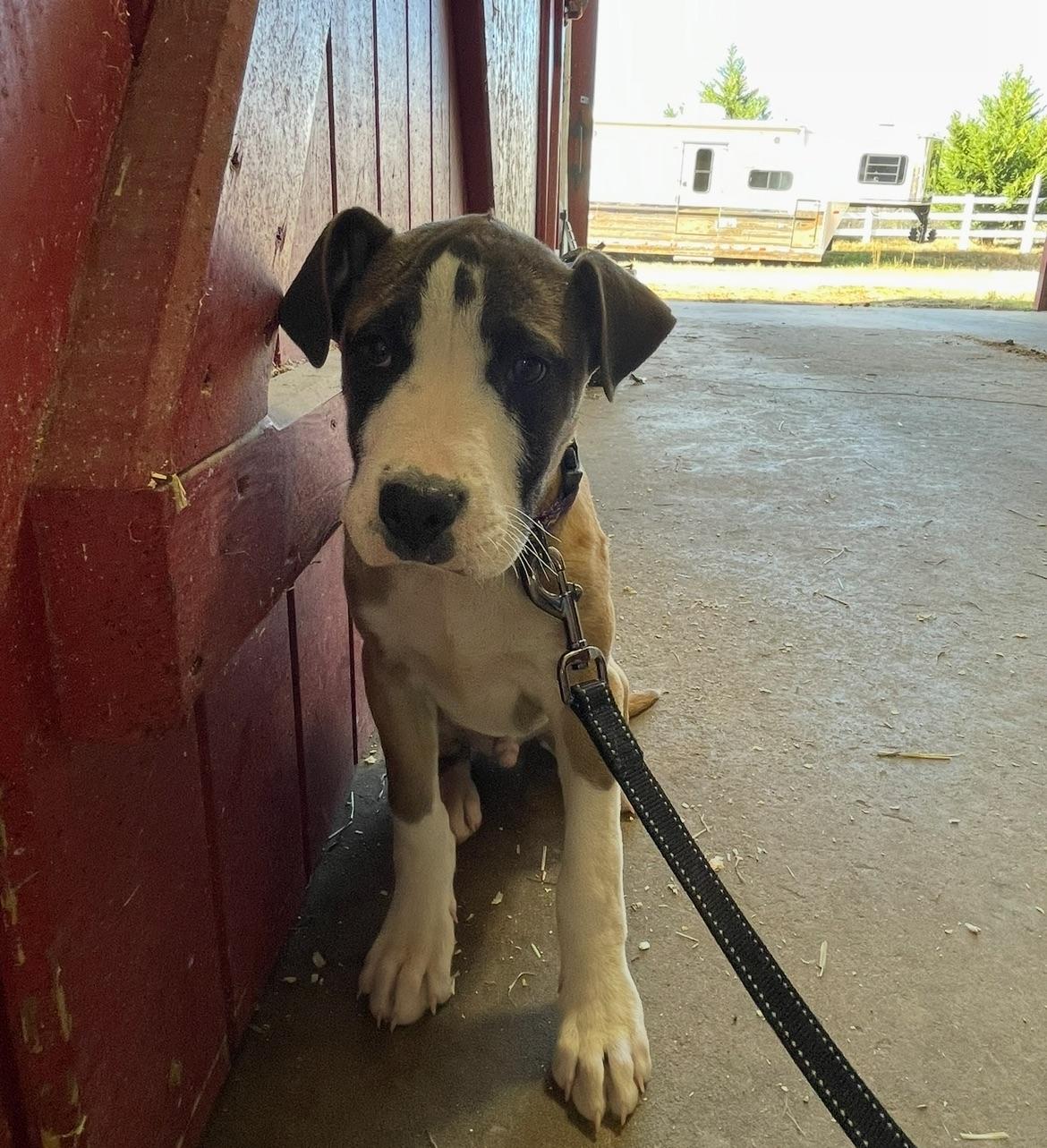Enlarge Louie, a ADOPTABLE mixed breed in Rocky Mount, NC image 1/3