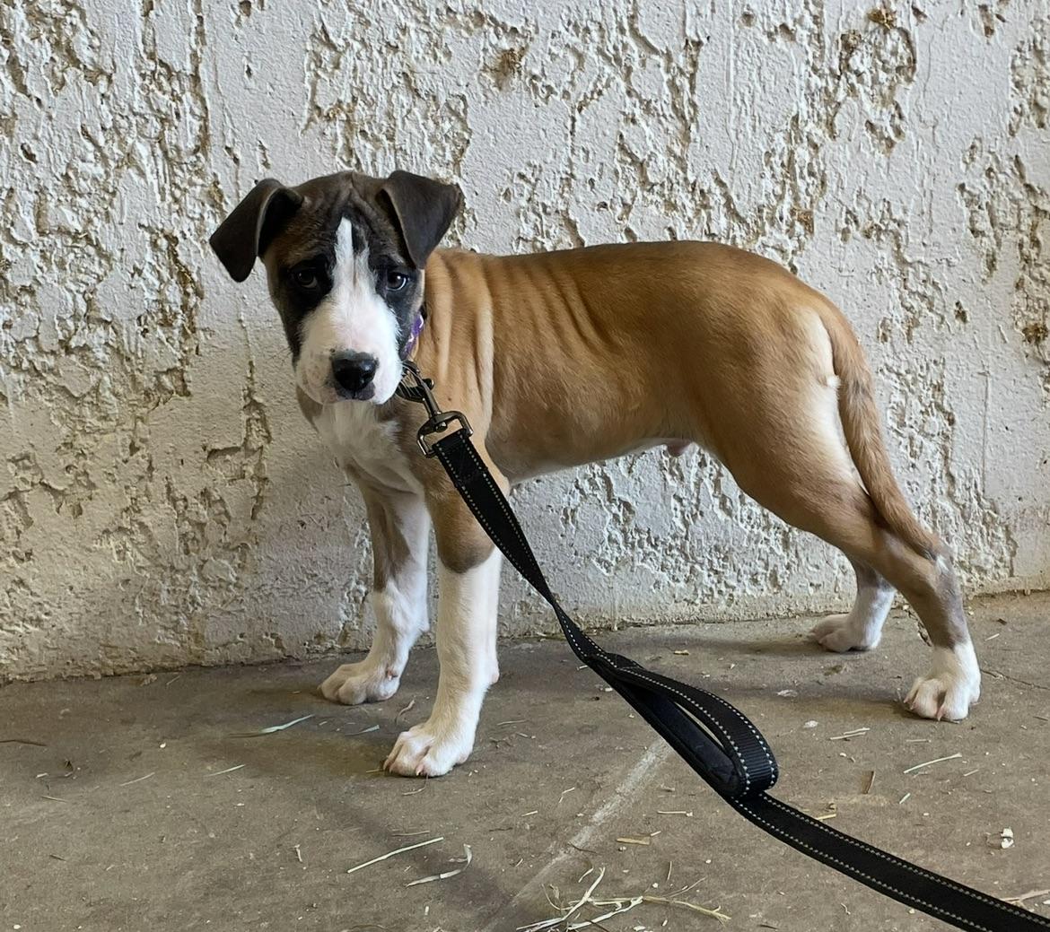 Enlarge Louie, a ADOPTABLE mixed breed in Rocky Mount, NC image 2/3