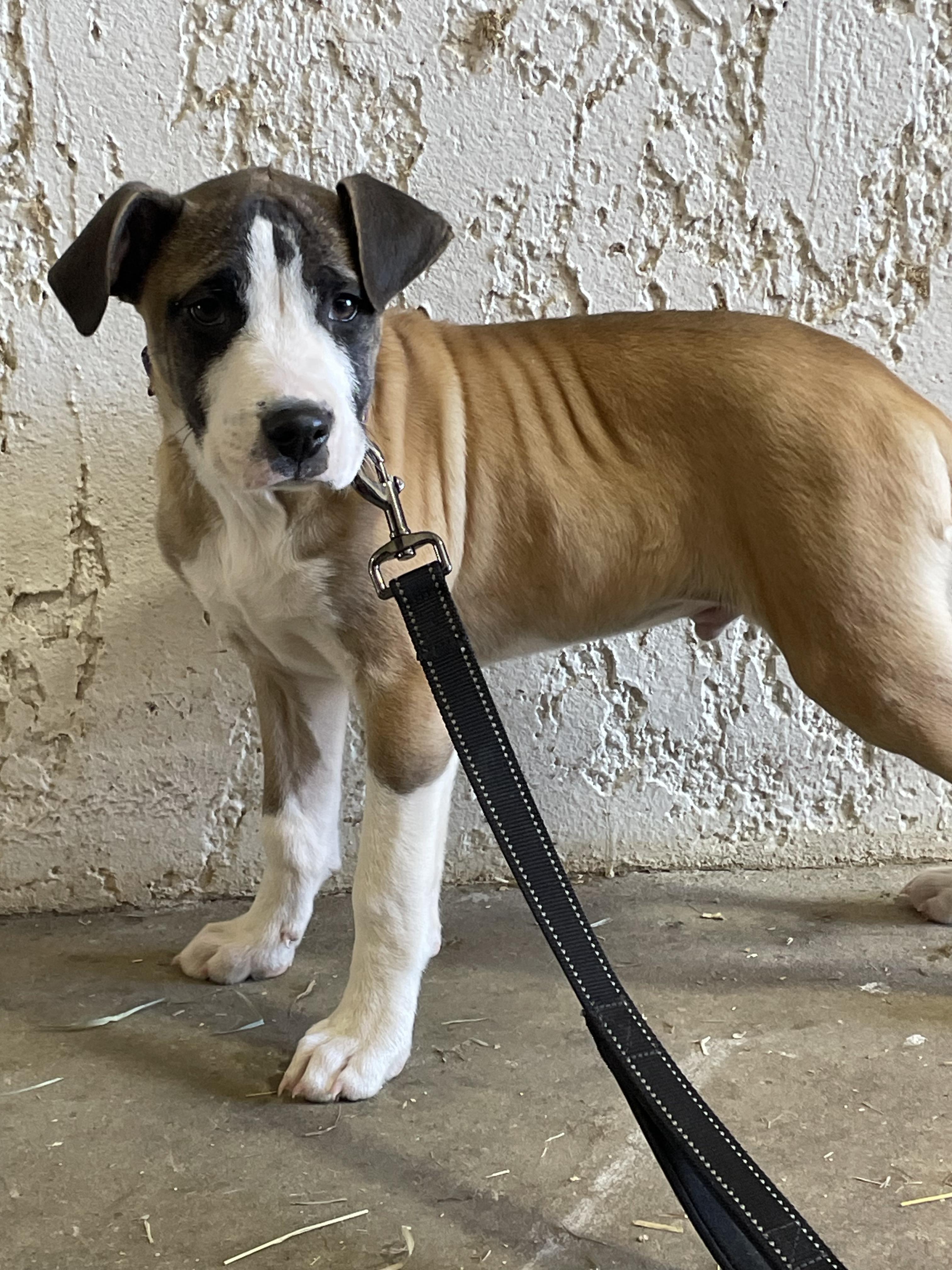 Enlarge Louie, a ADOPTABLE mixed breed in Rocky Mount, NC image 3/3