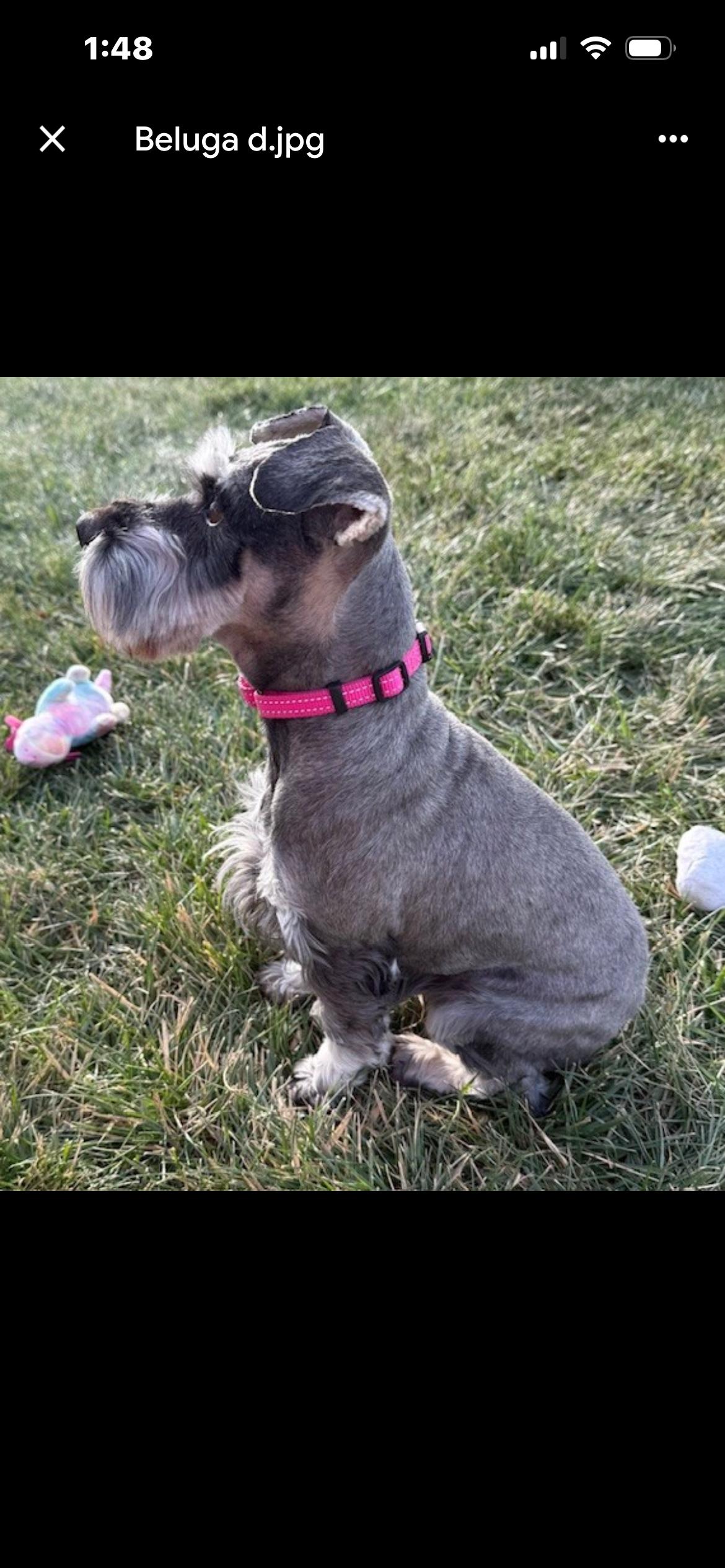 Enlarge Beluga , an adopted Miniature Schnauzer in Saint Louis, MO image 2/2