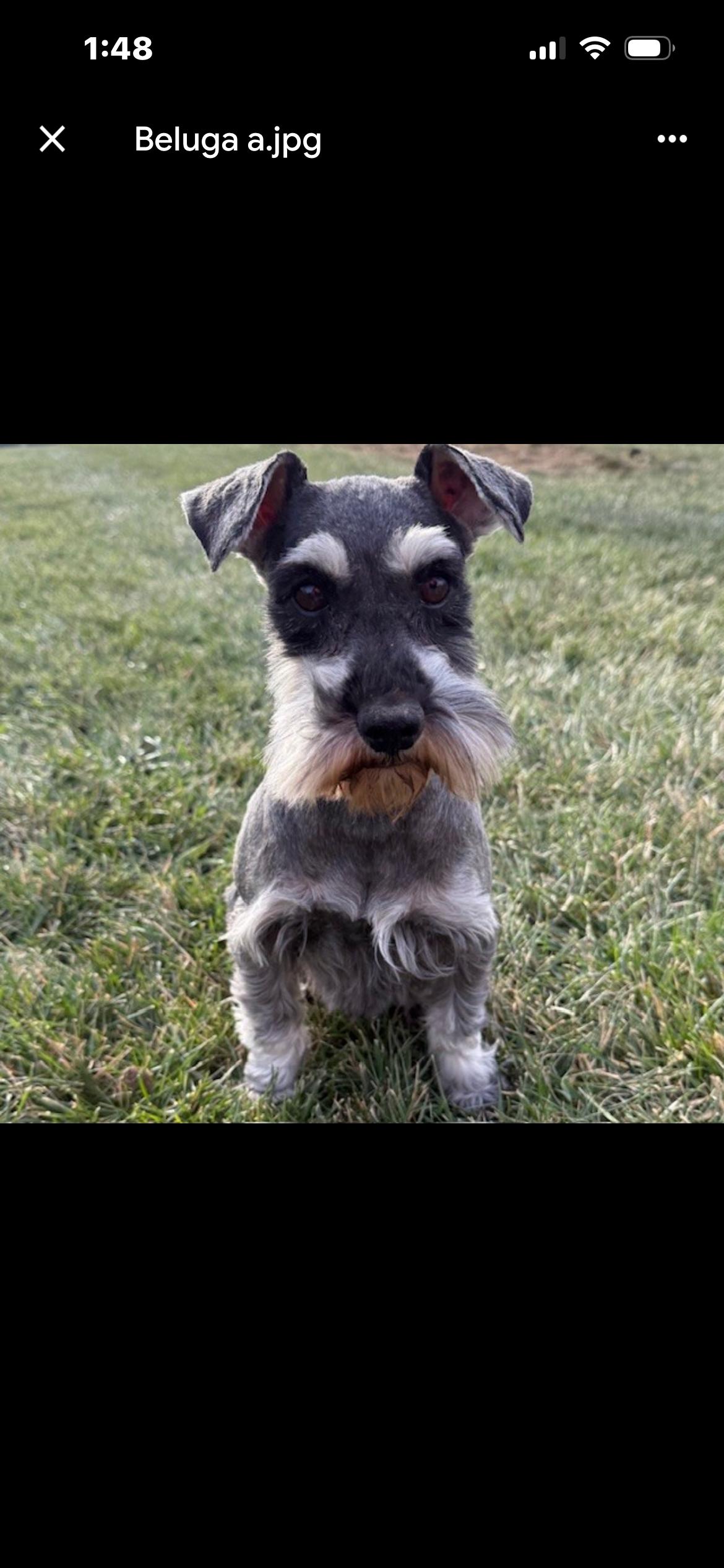 Enlarge Beluga , an adopted Miniature Schnauzer in Saint Louis, MO image 1/2