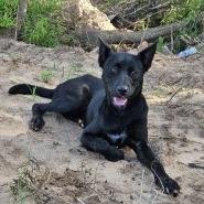 Ellie, Adoptable, Adult Female Mixed Breed.