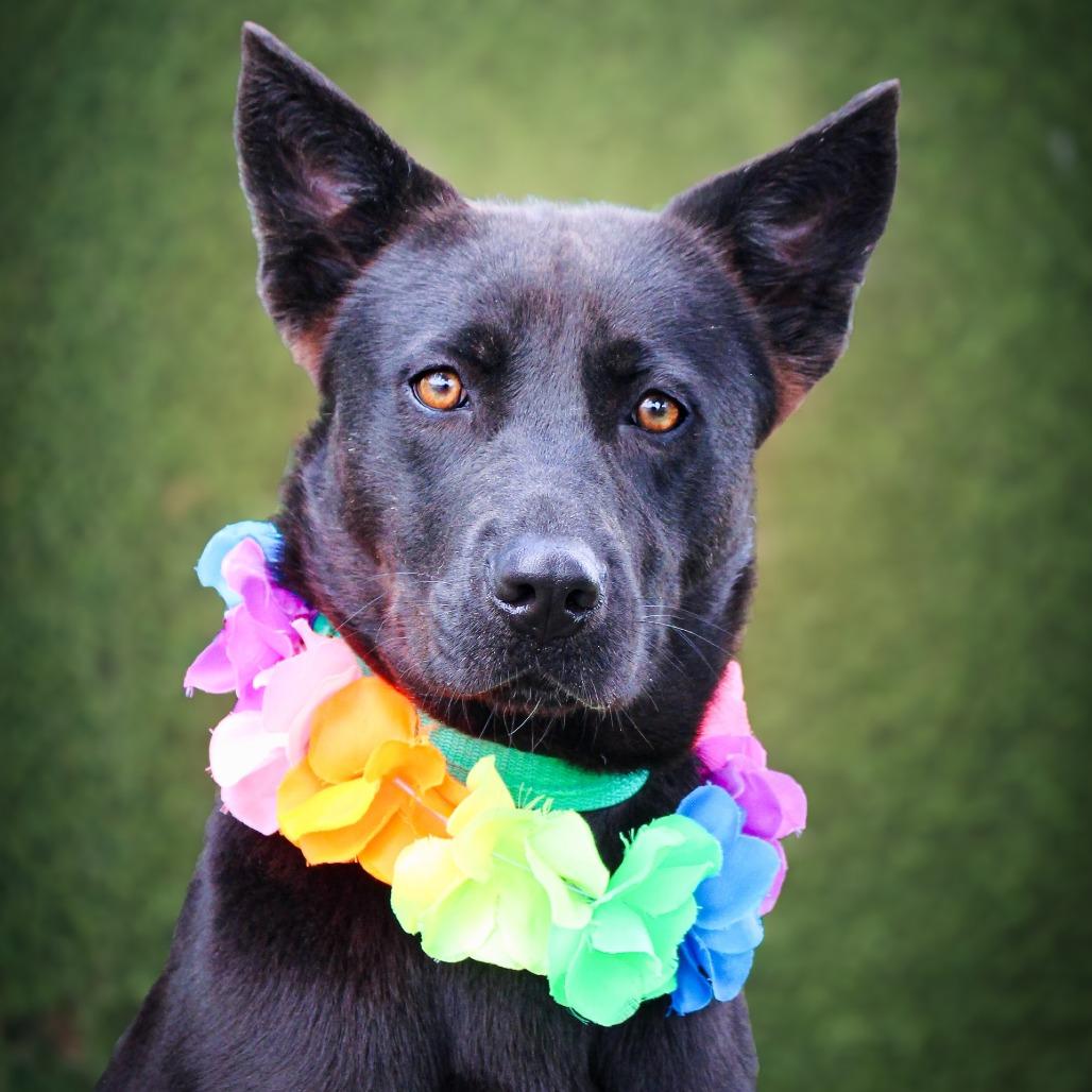 Ellie, a Adoptable Mixed Breed in Lake Jackson, TX image 2/2
