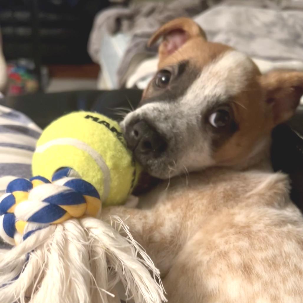 Enlarge Barkley, a Adoptable Cattle Dog in La Grange, KY image 2/5