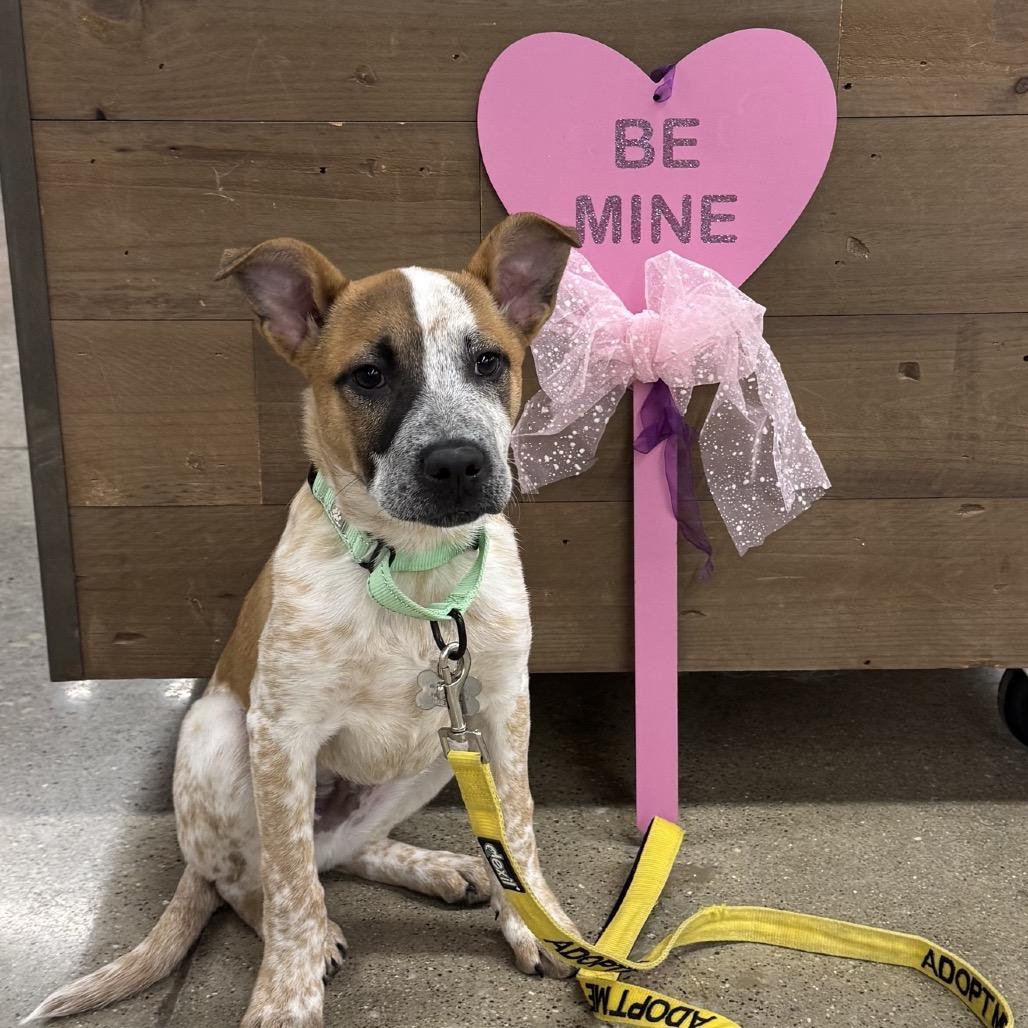 Barkley, Adoptable, Puppy Male Cattle Dog.