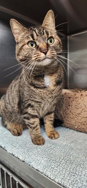 Enlarge MINGUS POOKIEBUTTS, a Adoptable Domestic Short Hair in Fort Walton Beach, FL image 1/1