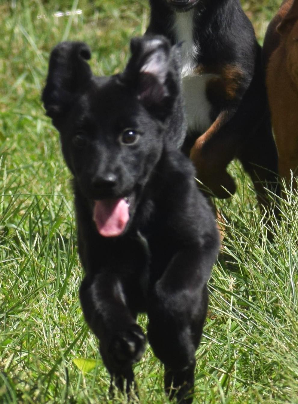 Enlarge Lenny-Available www.lhar.dog to apply, a Adoptable mixed breed in Frederick, MD image 5/6