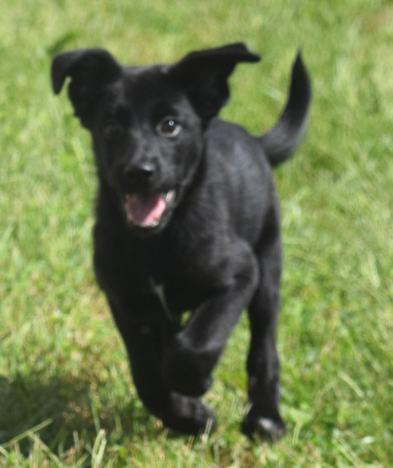 Enlarge Lenny-Available www.lhar.dog to apply, a Adoptable mixed breed in Frederick, MD image 2/6