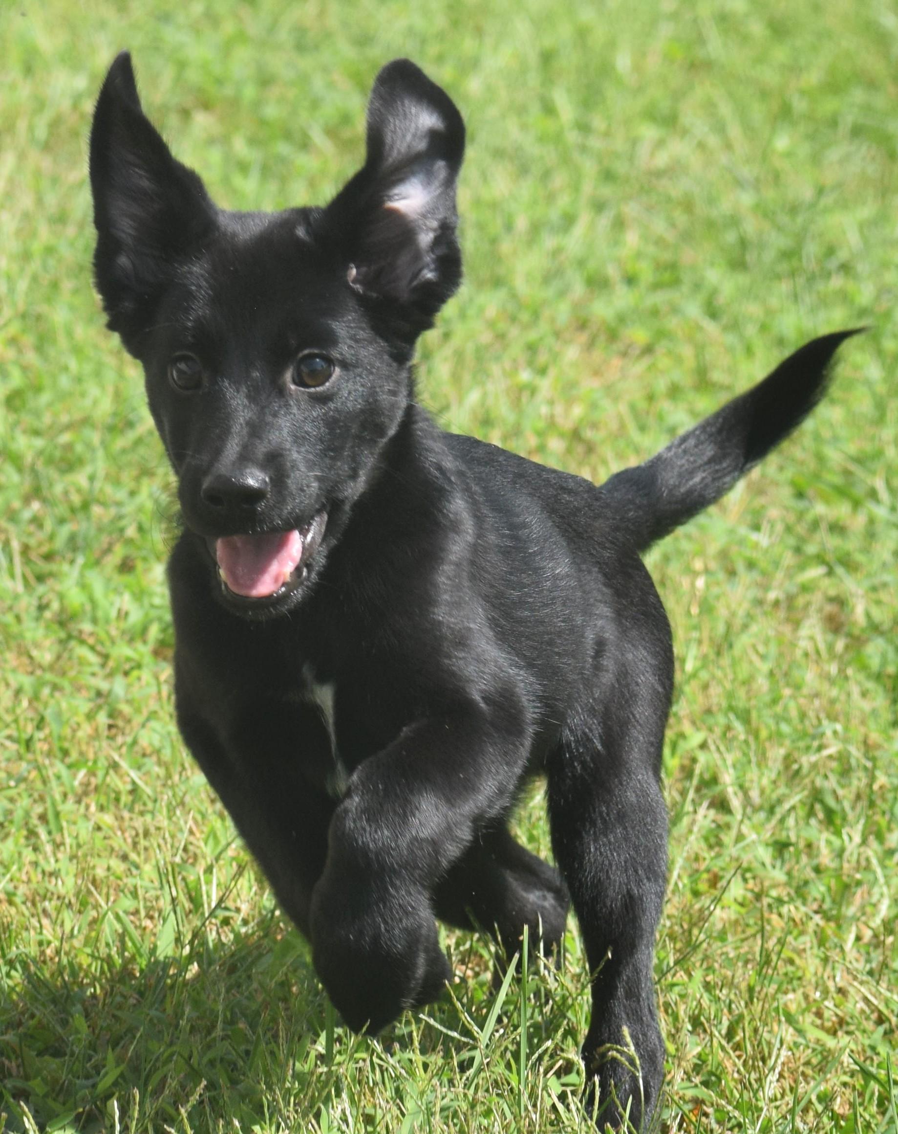 Enlarge Lenny-Available www.lhar.dog to apply, a Adoptable mixed breed in Frederick, MD image 6/6