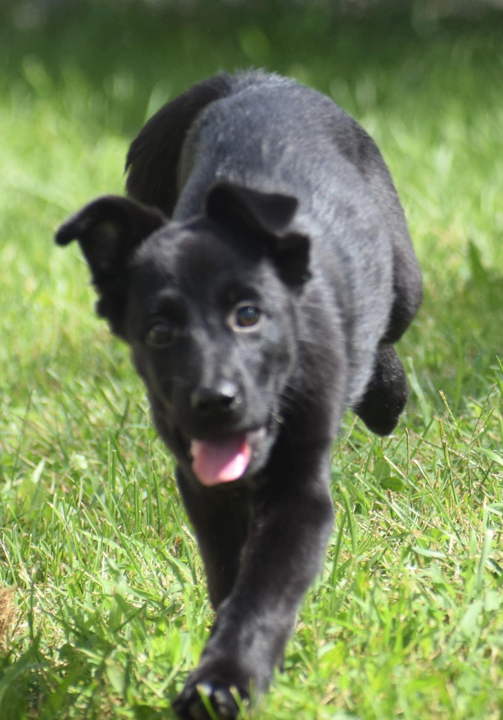 Enlarge Lenny-Available www.lhar.dog to apply, a Adoptable mixed breed in Frederick, MD image 4/6