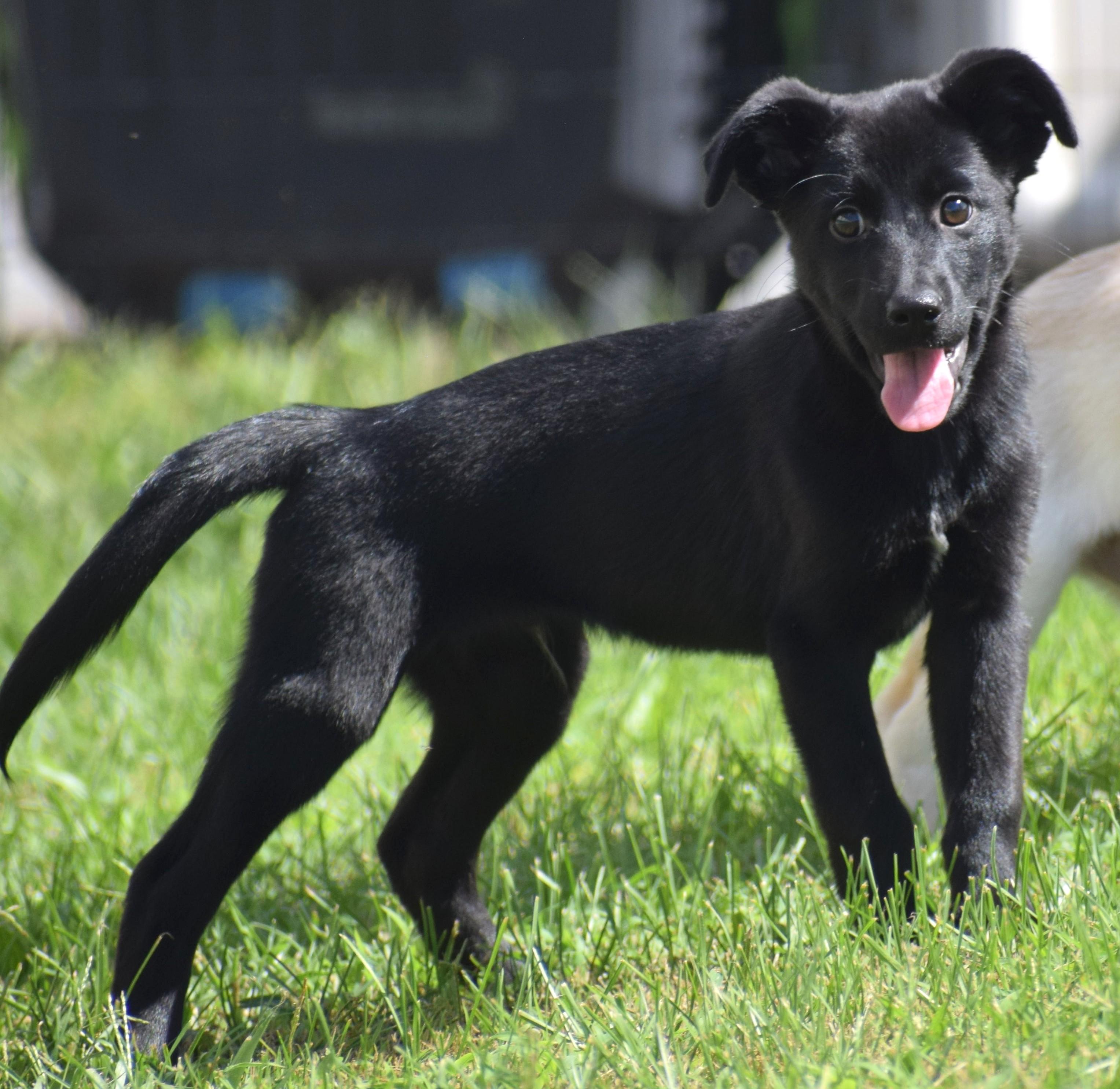 Enlarge Lenny-Available www.lhar.dog to apply, a Adoptable mixed breed in Frederick, MD image 3/6