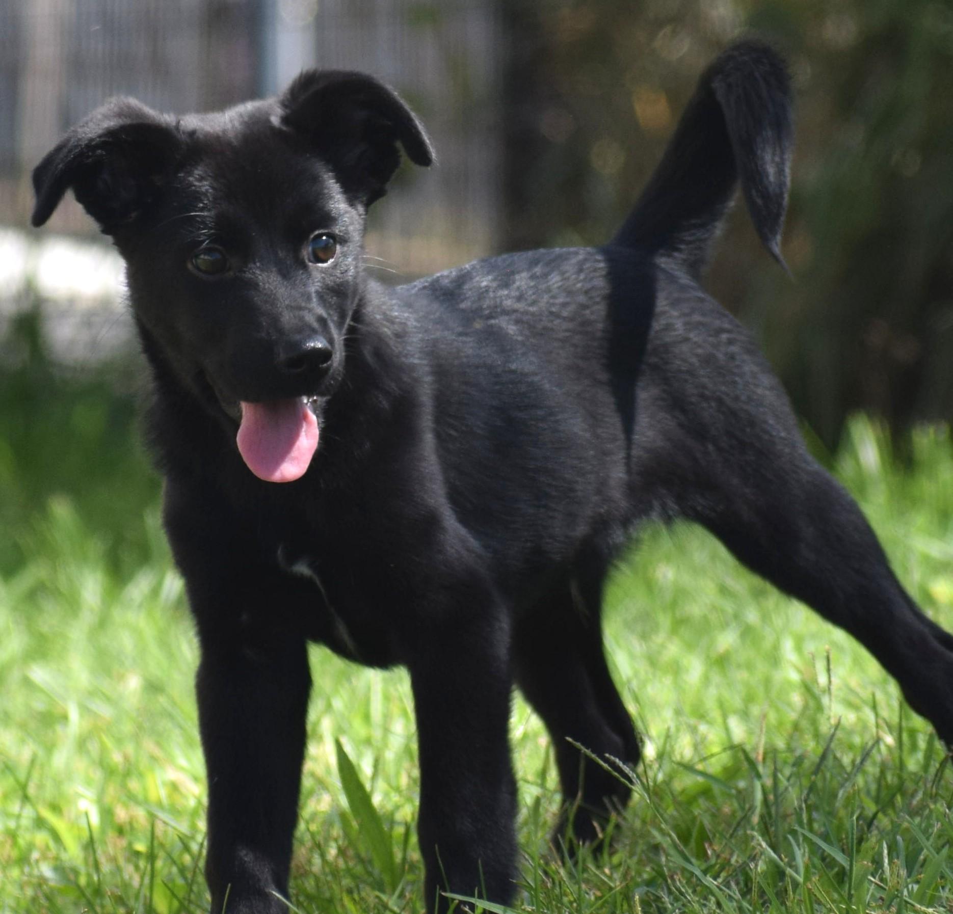 Enlarge Lenny-Available www.lhar.dog to apply, a Adoptable mixed breed in Frederick, MD image 1/6