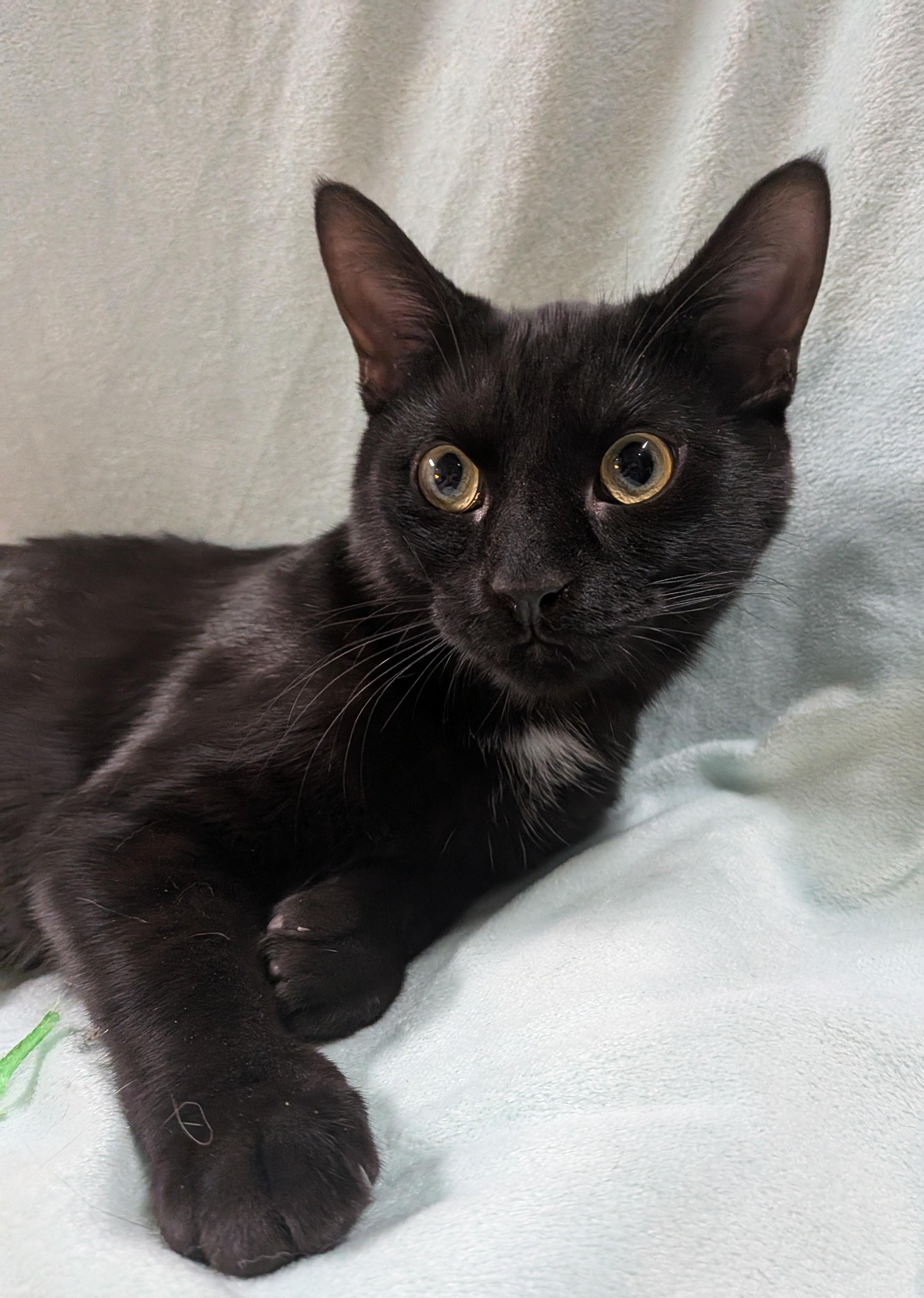 Enlarge SILAS, a ADOPTABLE Domestic Short Hair in Tillsonburg, ON image 2/6