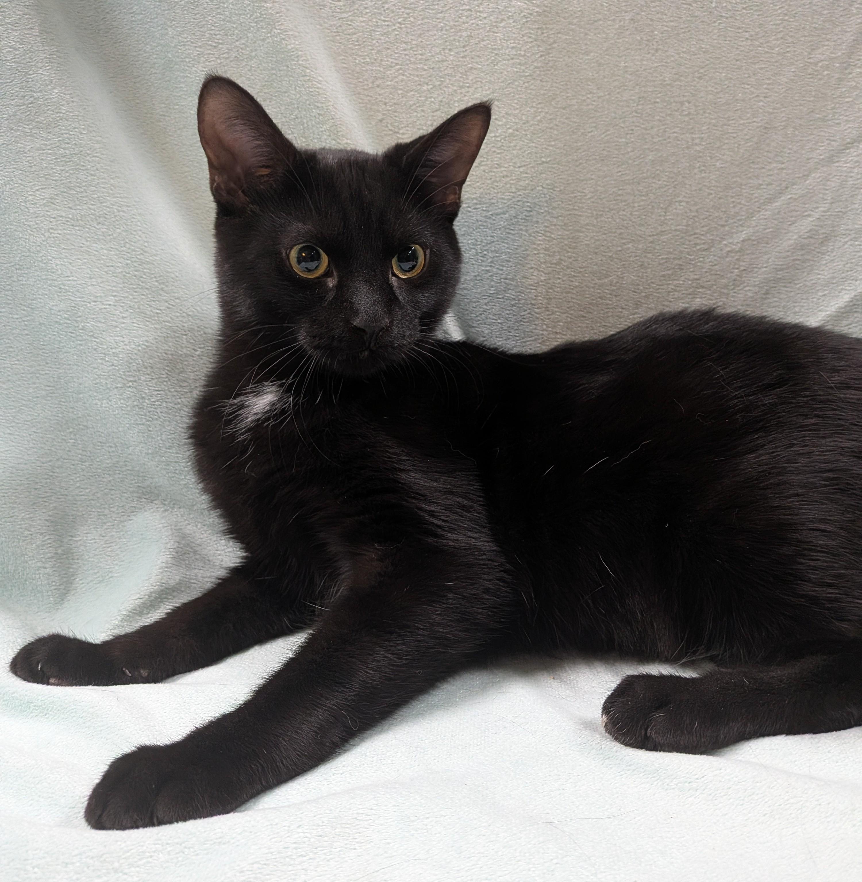 Enlarge SILAS, a ADOPTABLE Domestic Short Hair in Tillsonburg, ON image 3/6