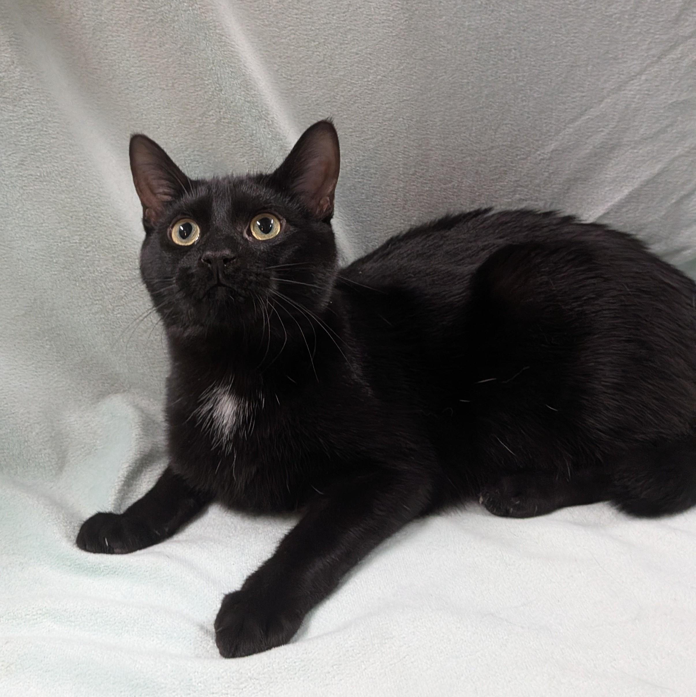Enlarge SILAS, a ADOPTABLE Domestic Short Hair in Tillsonburg, ON image 1/6