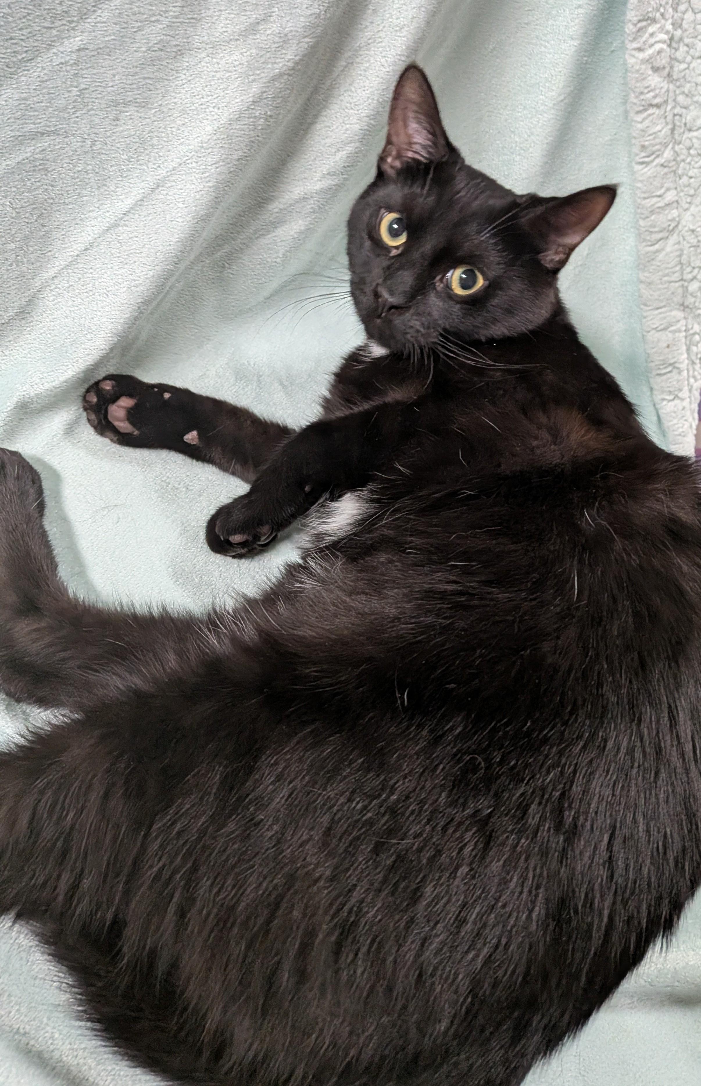 Enlarge SILAS, a ADOPTABLE Domestic Short Hair in Tillsonburg, ON image 5/6