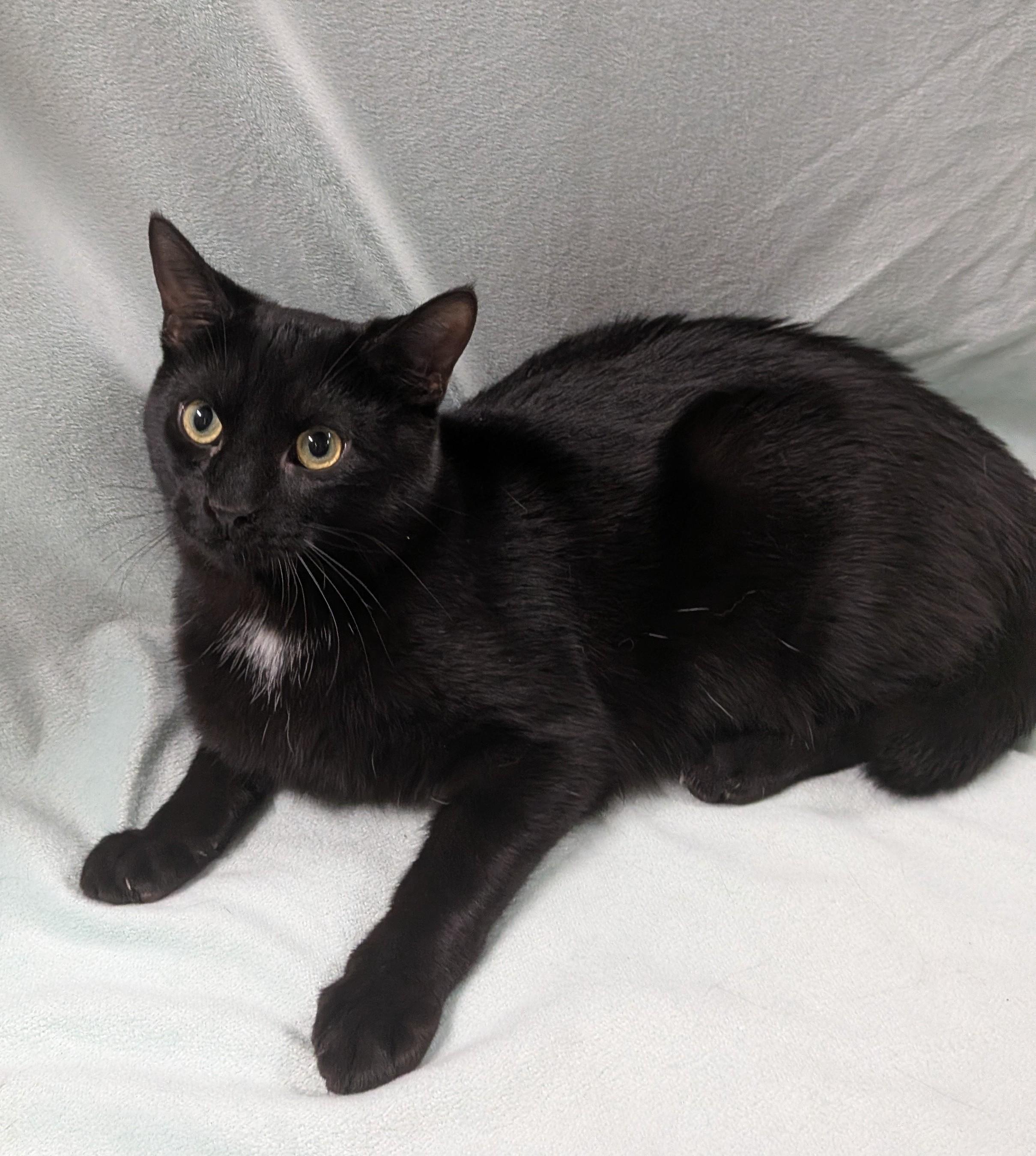 Enlarge SILAS, a ADOPTABLE Domestic Short Hair in Tillsonburg, ON image 4/6