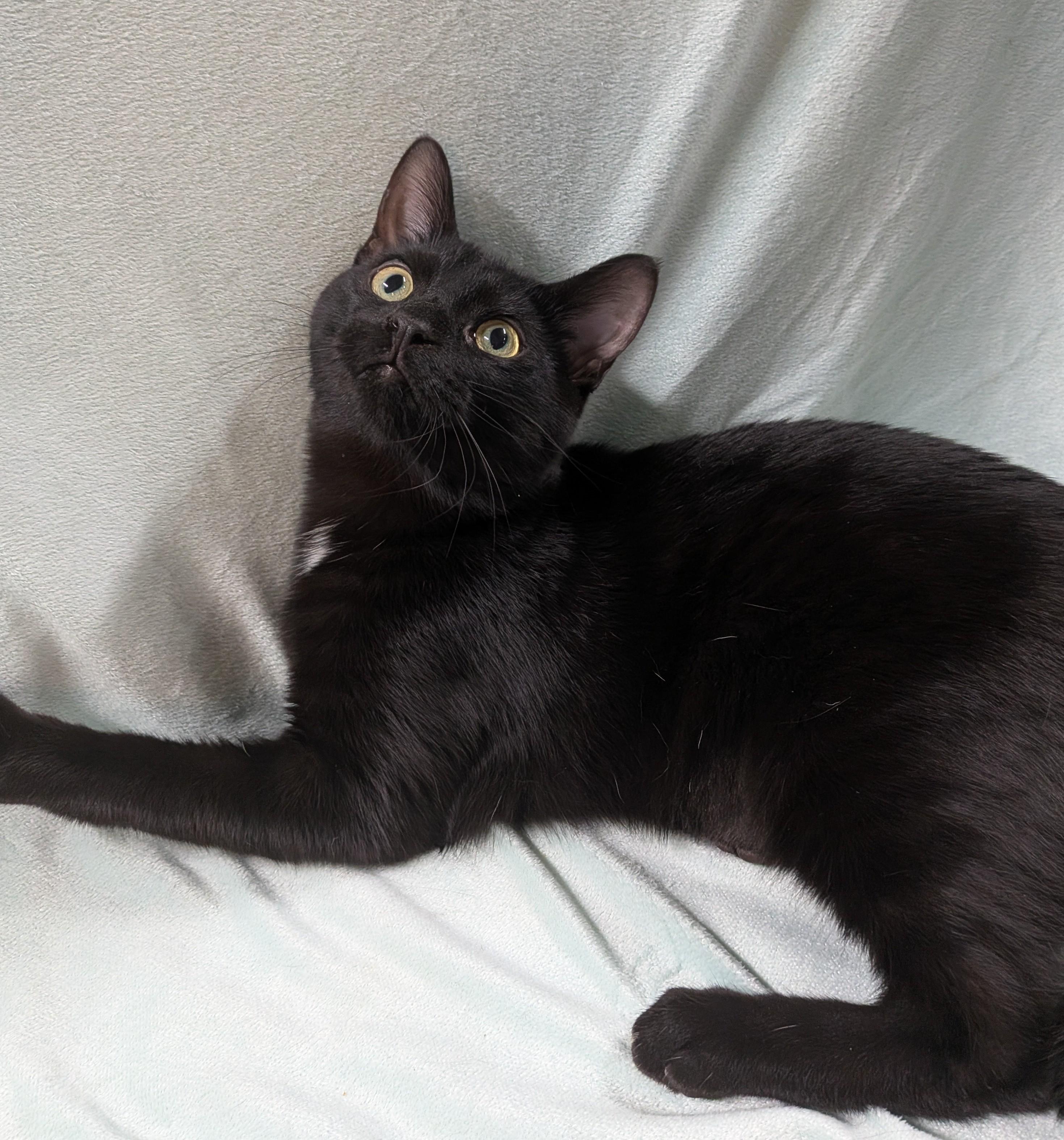 Enlarge SILAS, a ADOPTABLE Domestic Short Hair in Tillsonburg, ON image 6/6