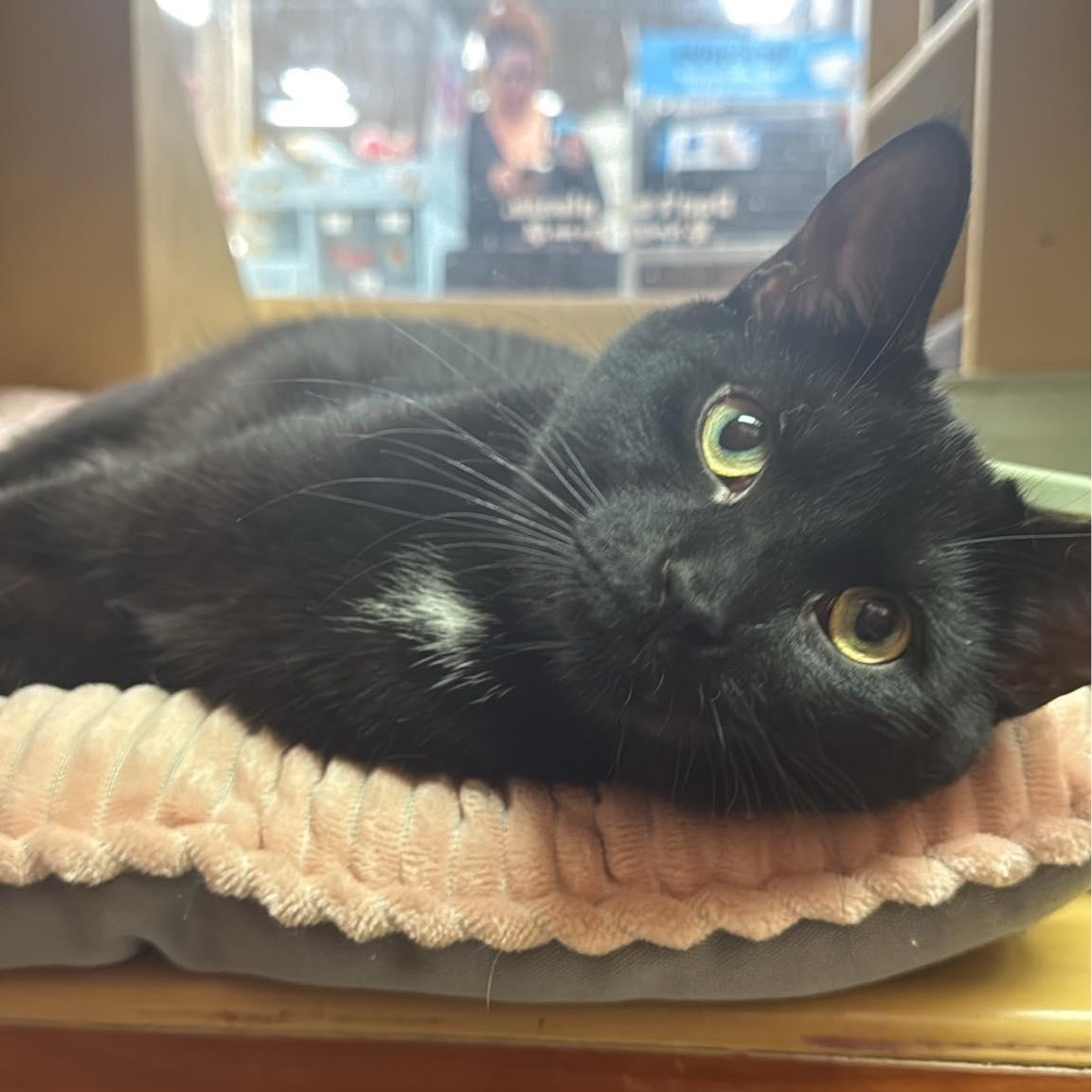 SILAS, a ADOPTABLE Domestic Short Hair in Tillsonburg, ON image 1/6