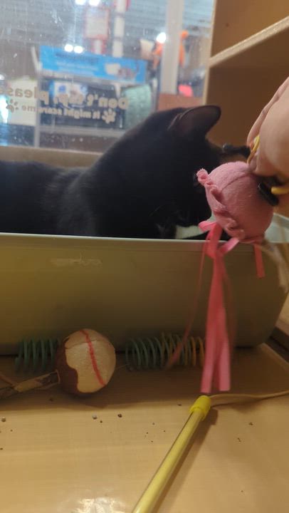 Enlarge SILAS, a ADOPTABLE Domestic Short Hair in Tillsonburg, ON video 6/6