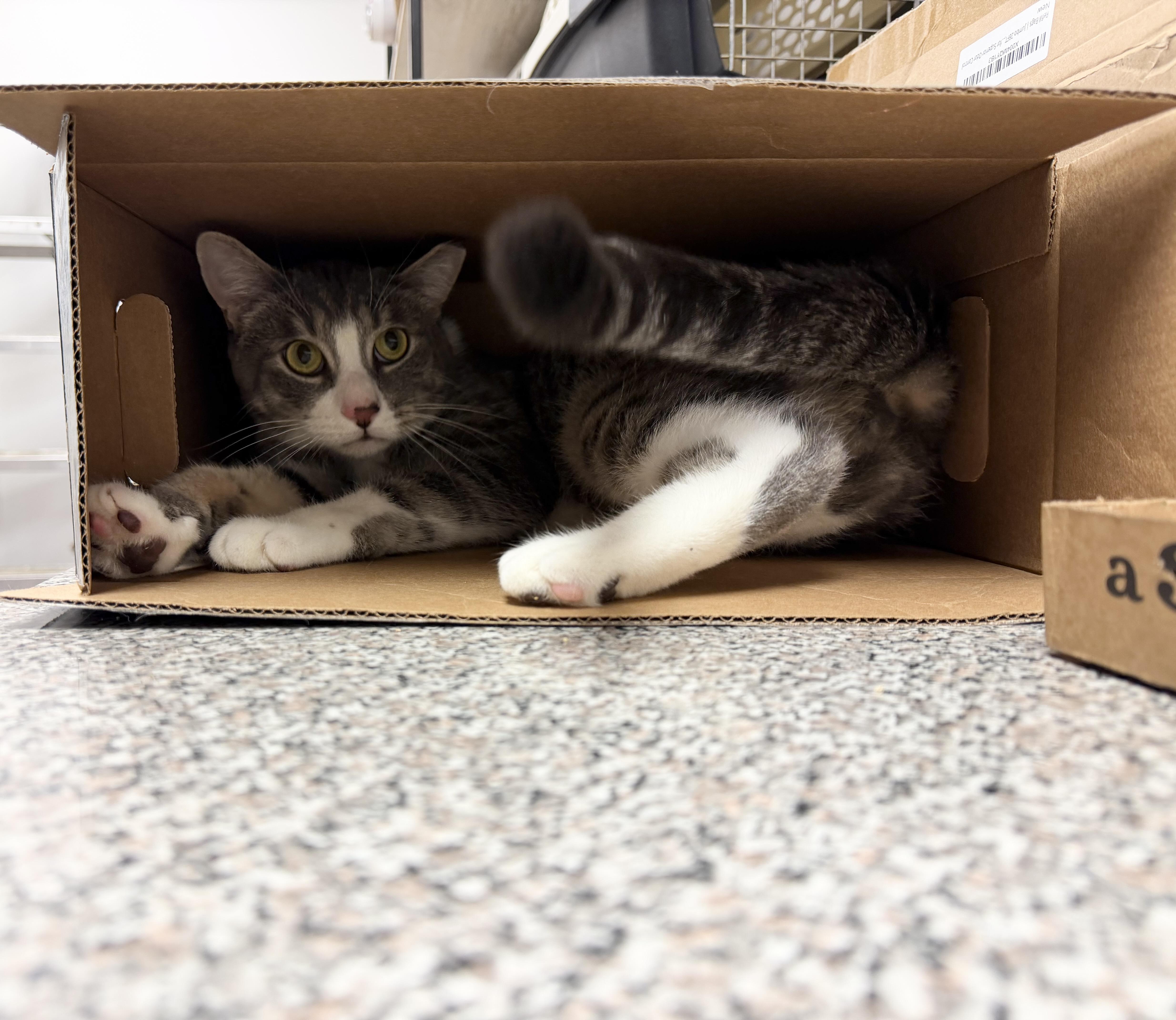 Henry, a Adoptable Domestic Short Hair in Kennebunk , ME image 4/5